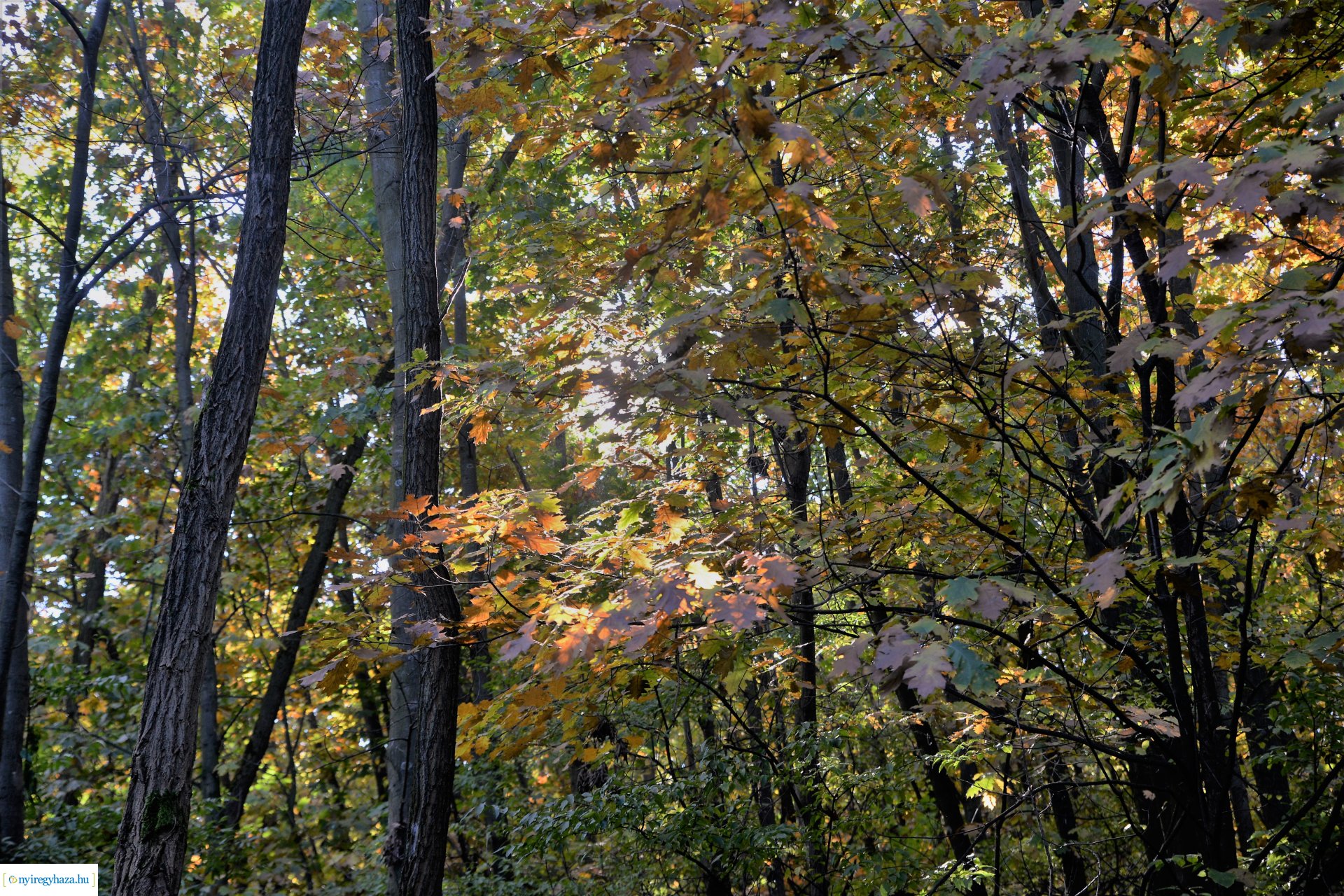 Erdei séta az őszi napsütésben