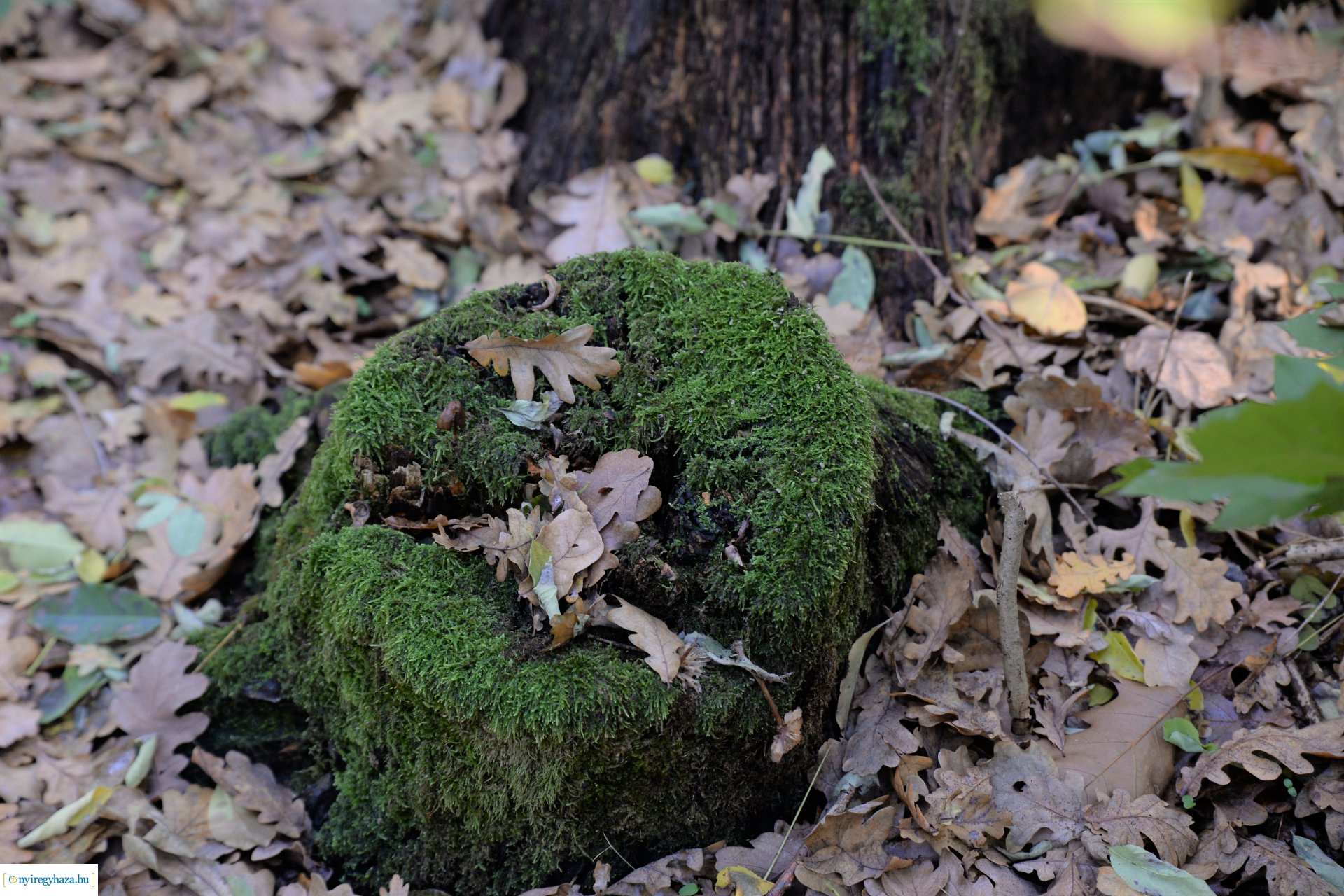 Erdei séta az őszi napsütésben