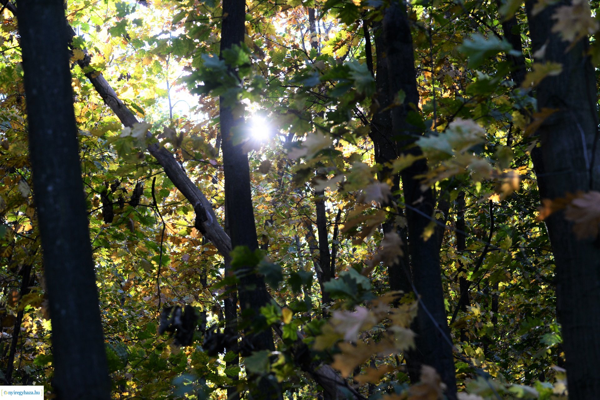 Erdei séta az őszi napsütésben