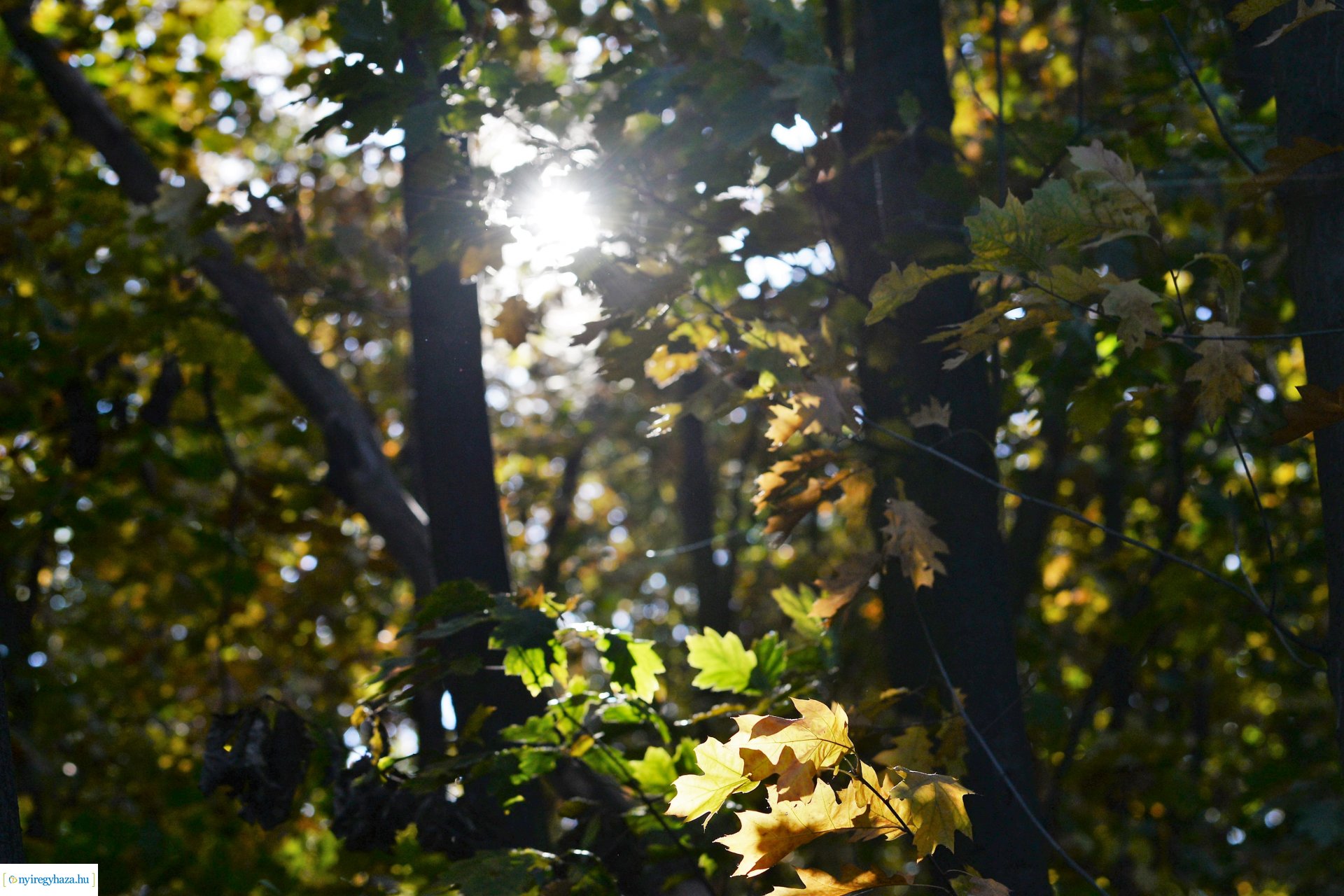 Erdei séta az őszi napsütésben