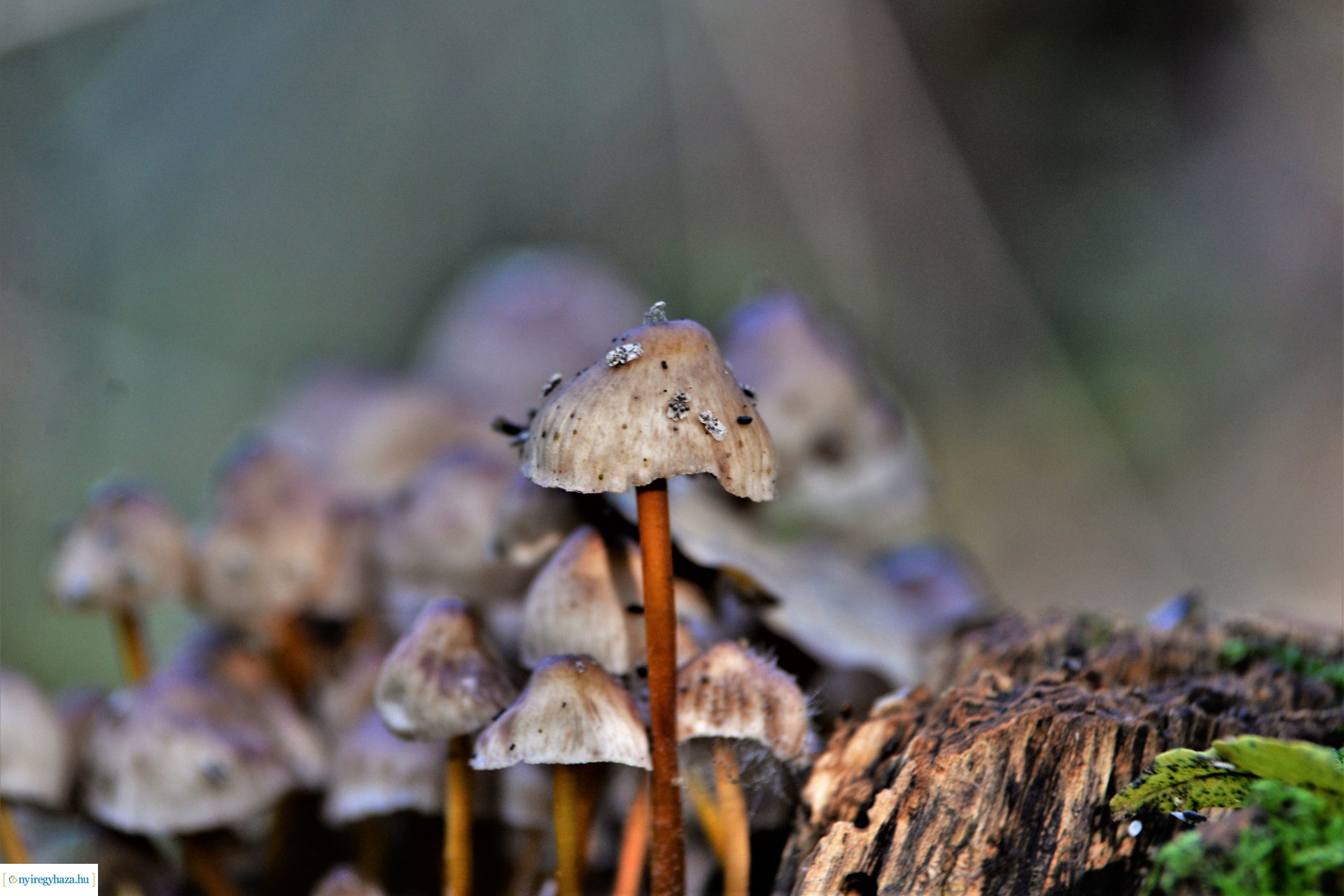 Erdei séta az őszi napsütésben