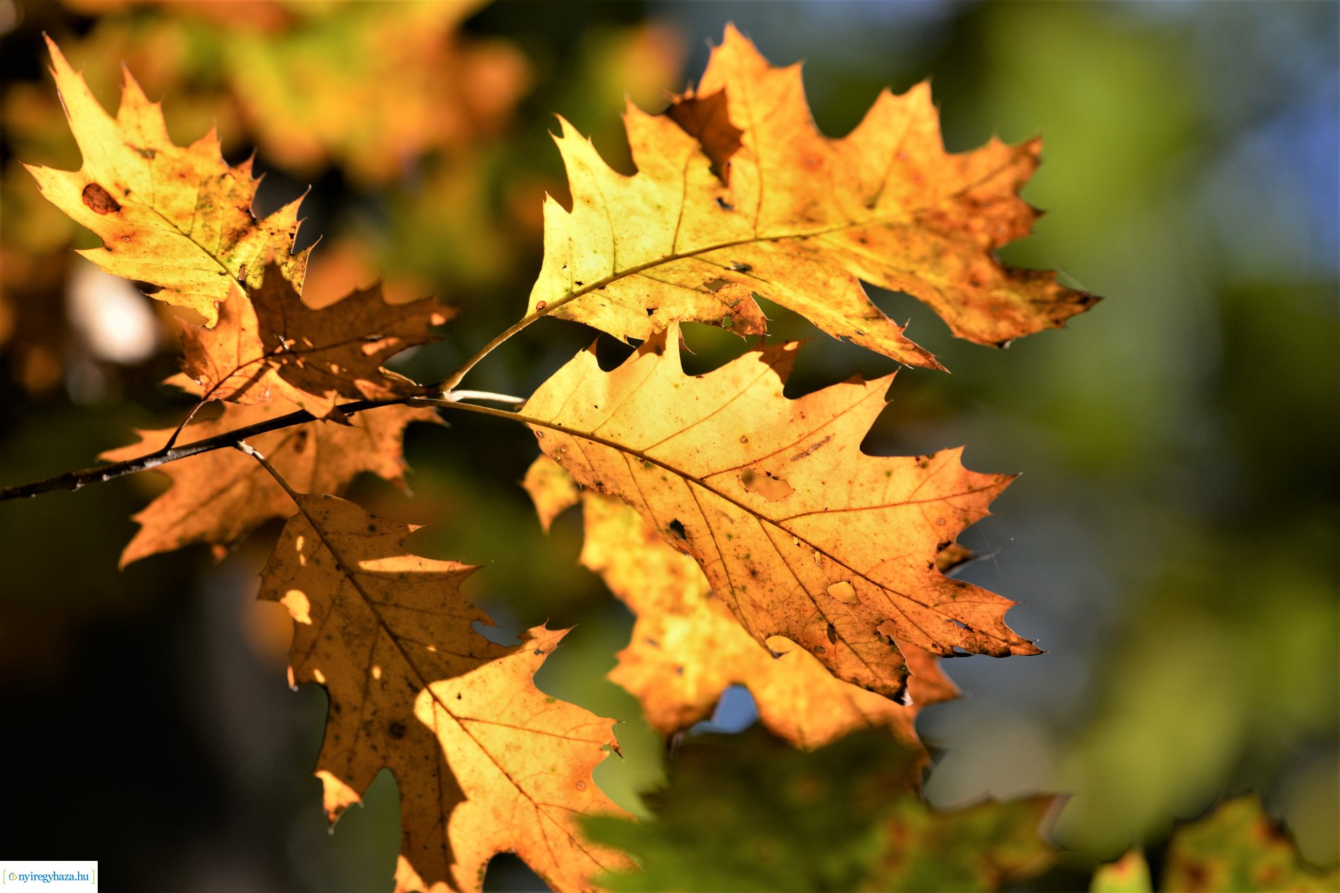 Erdei séta az őszi napsütésben