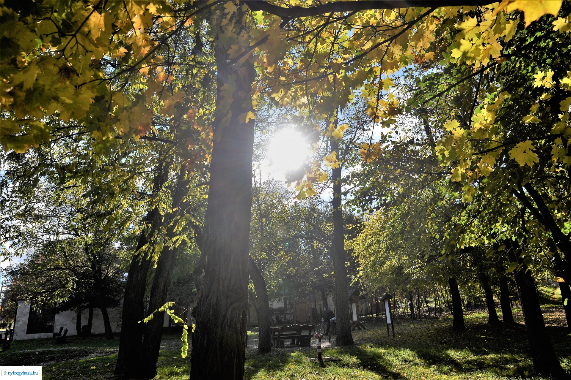 Erdei séta az őszi napsütésben