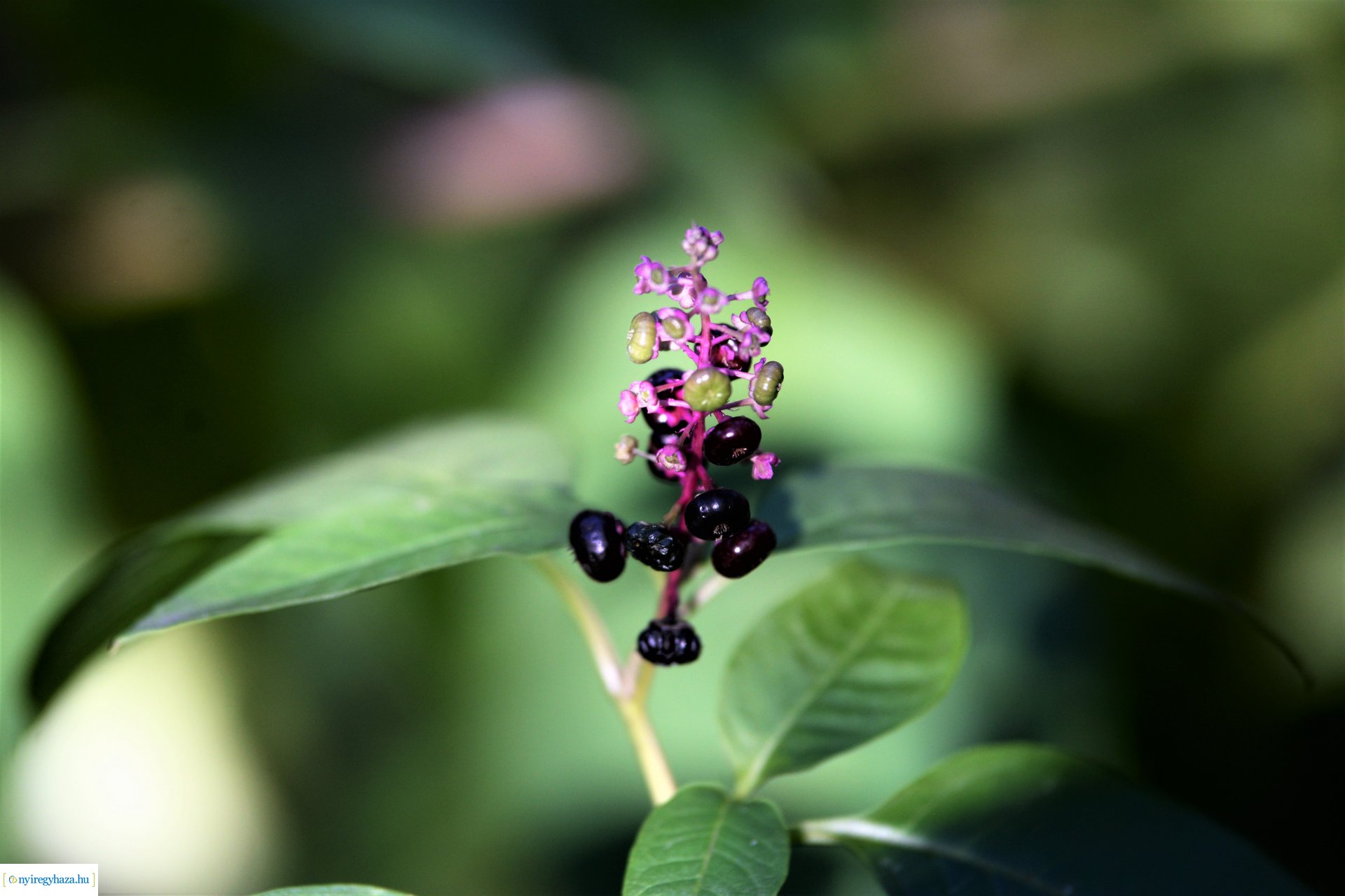 Erdei séta az őszi napsütésben