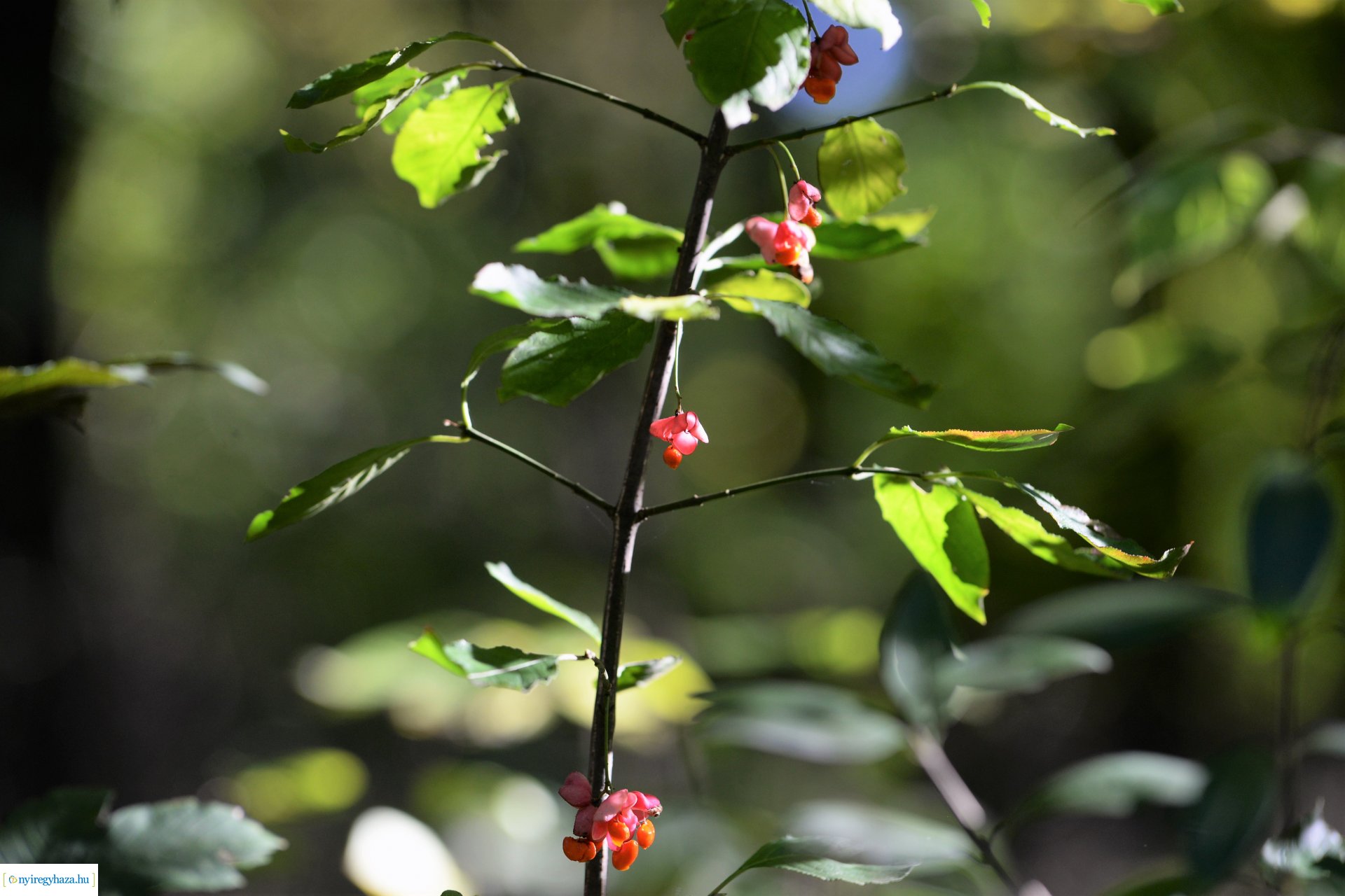 Erdei séta az őszi napsütésben
