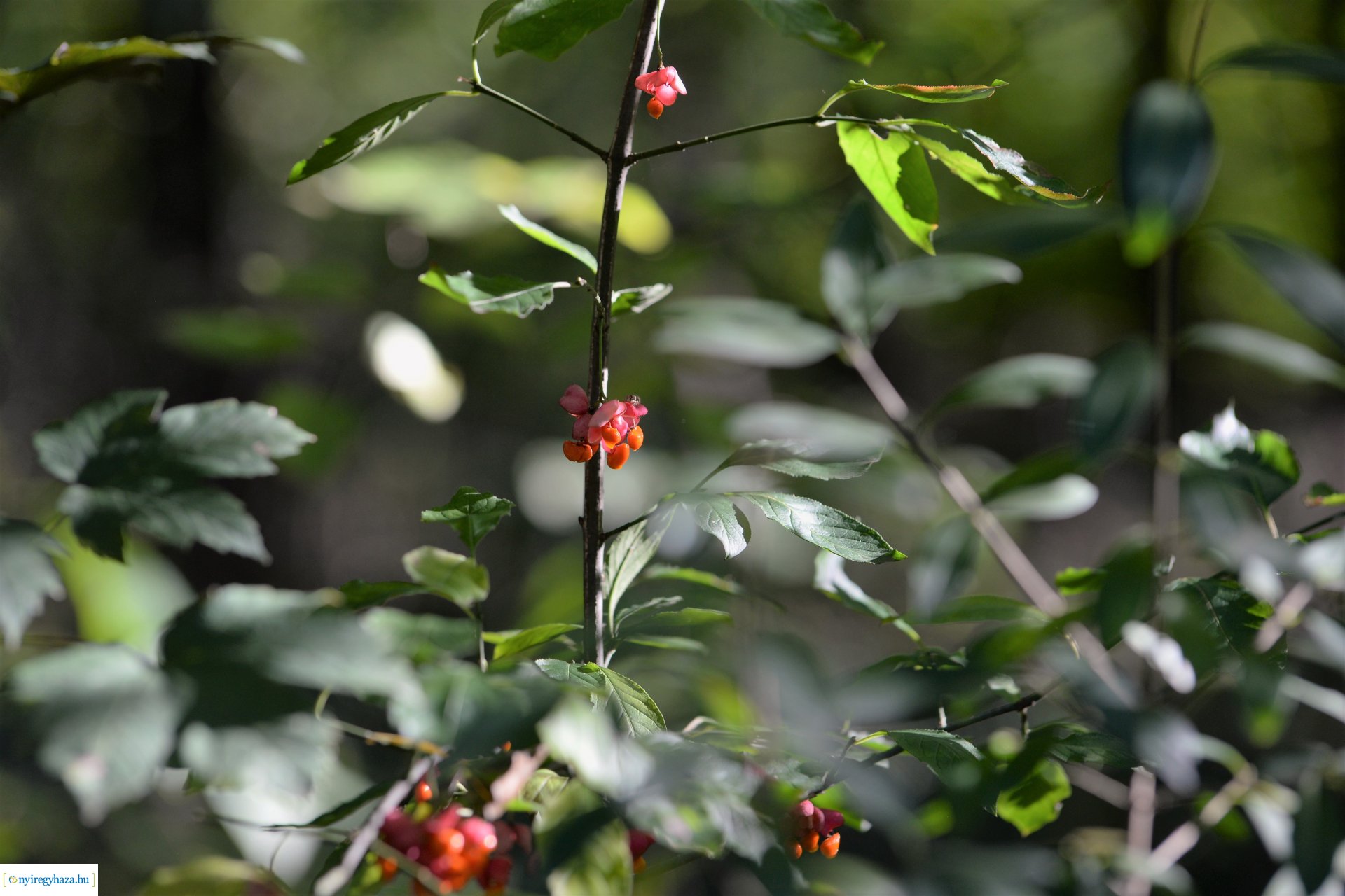 Erdei séta az őszi napsütésben
