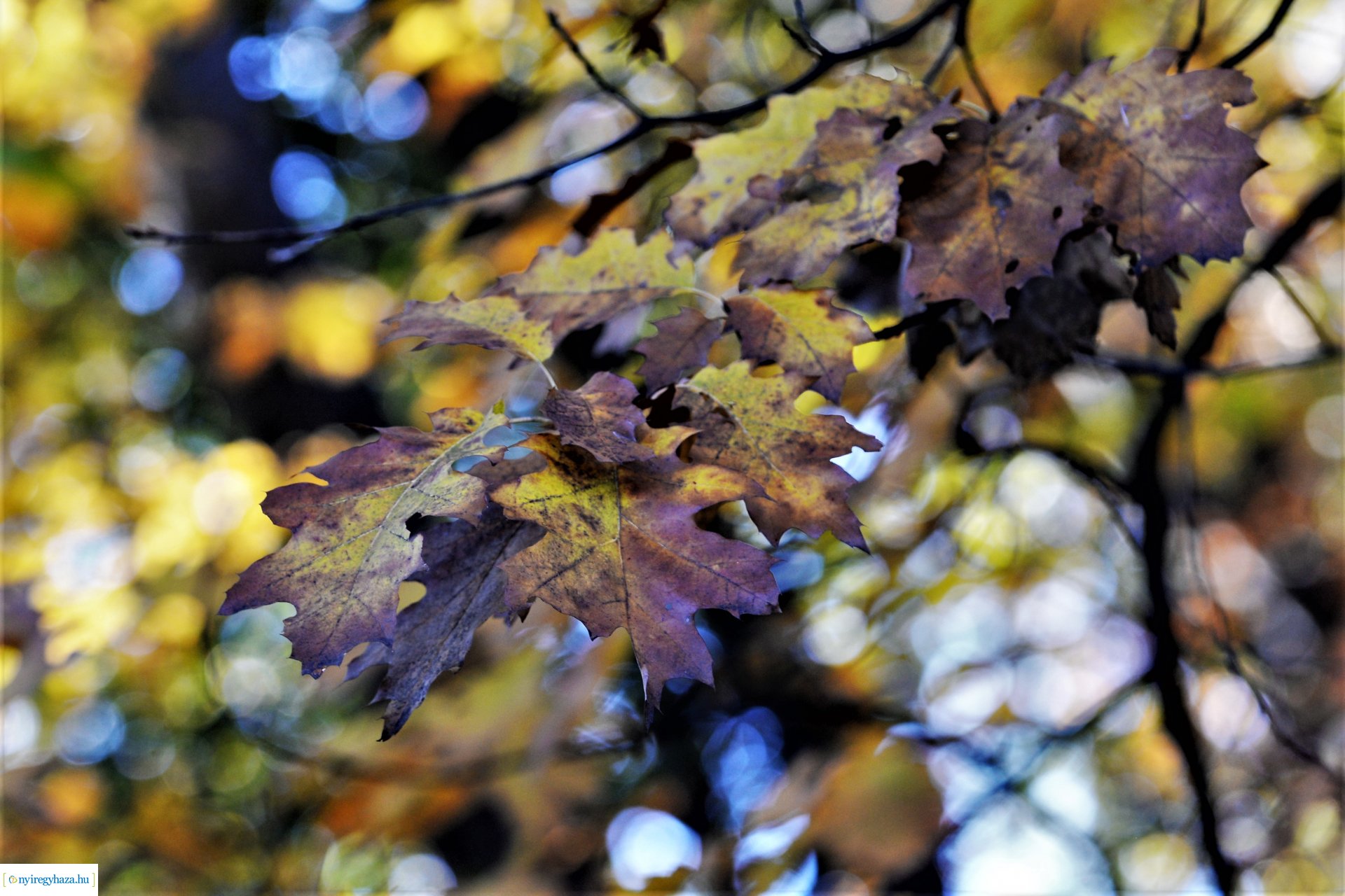 Erdei séta az őszi napsütésben