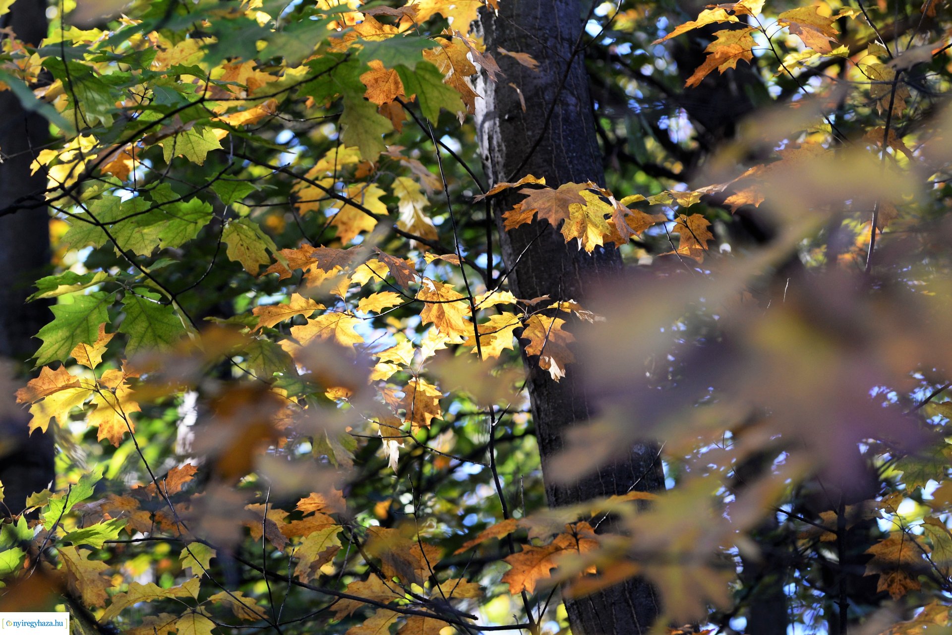 Erdei séta az őszi napsütésben