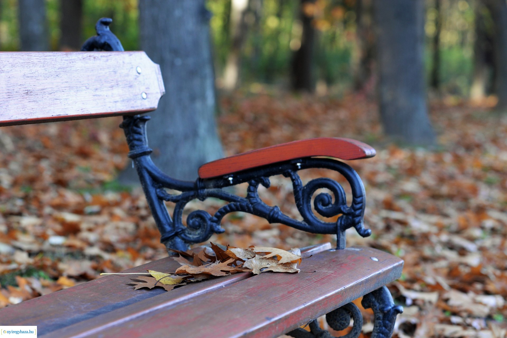 Erdei séta az őszi napsütésben