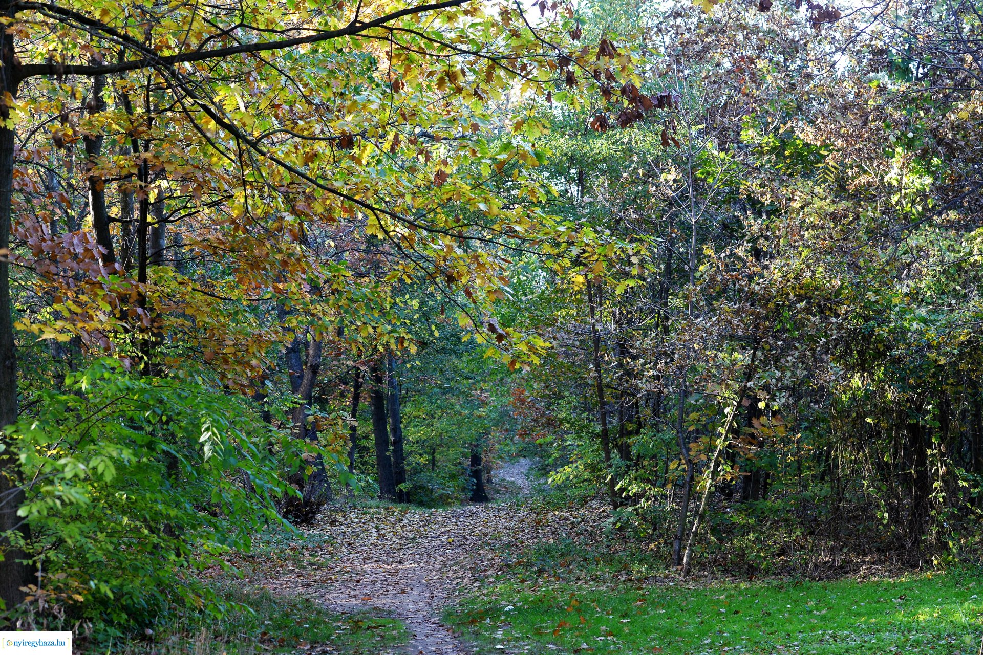 Erdei séta az őszi napsütésben