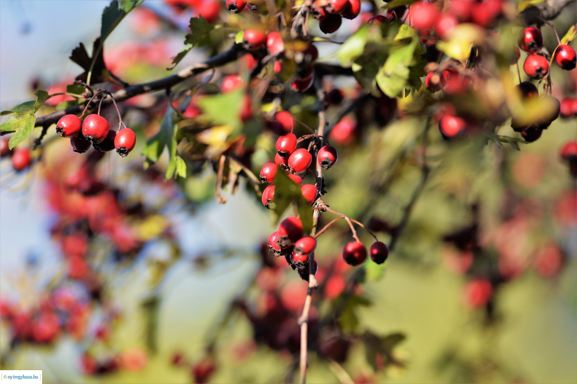 Erdei séta az őszi napsütésben