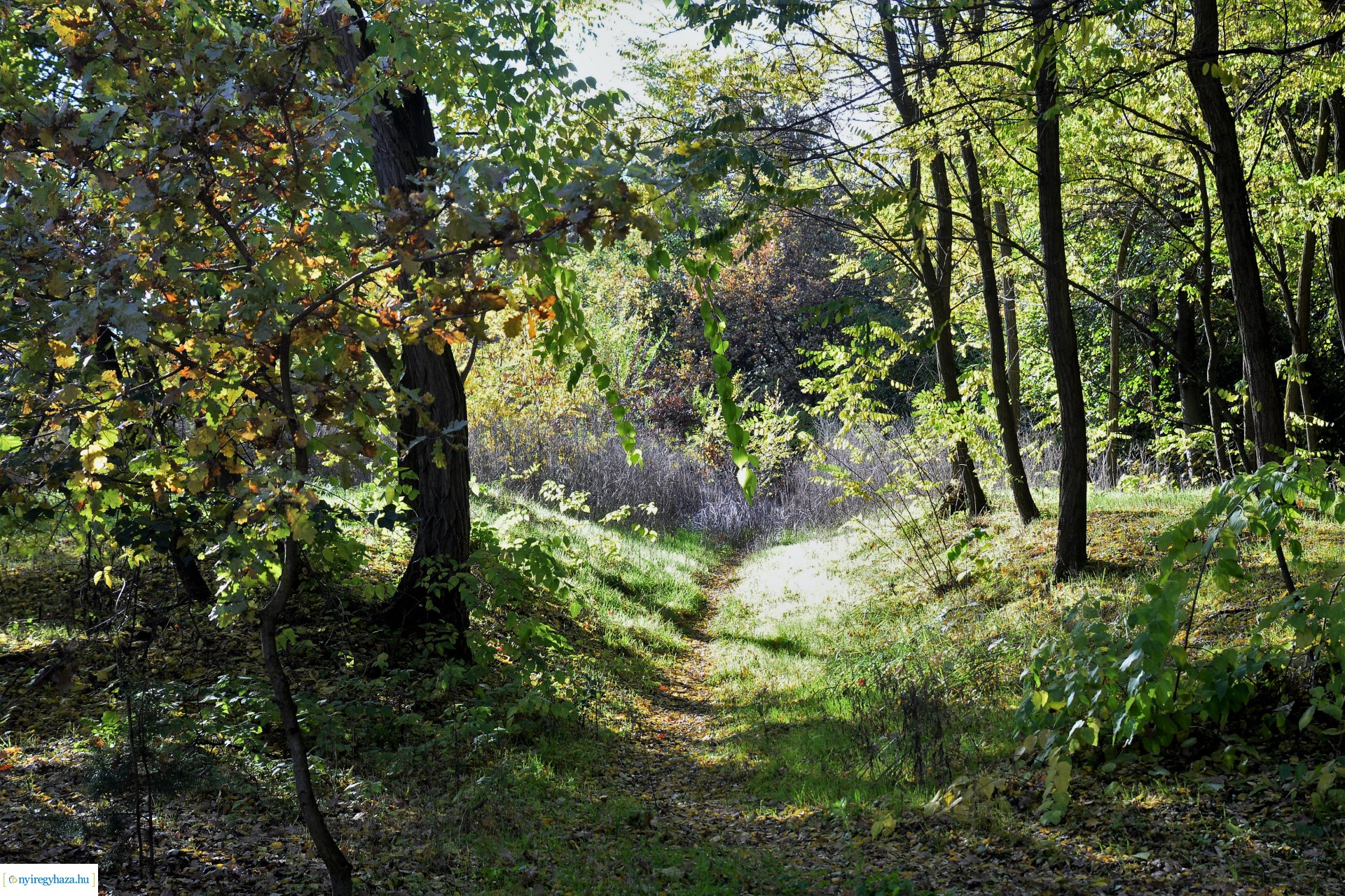 Erdei séta az őszi napsütésben