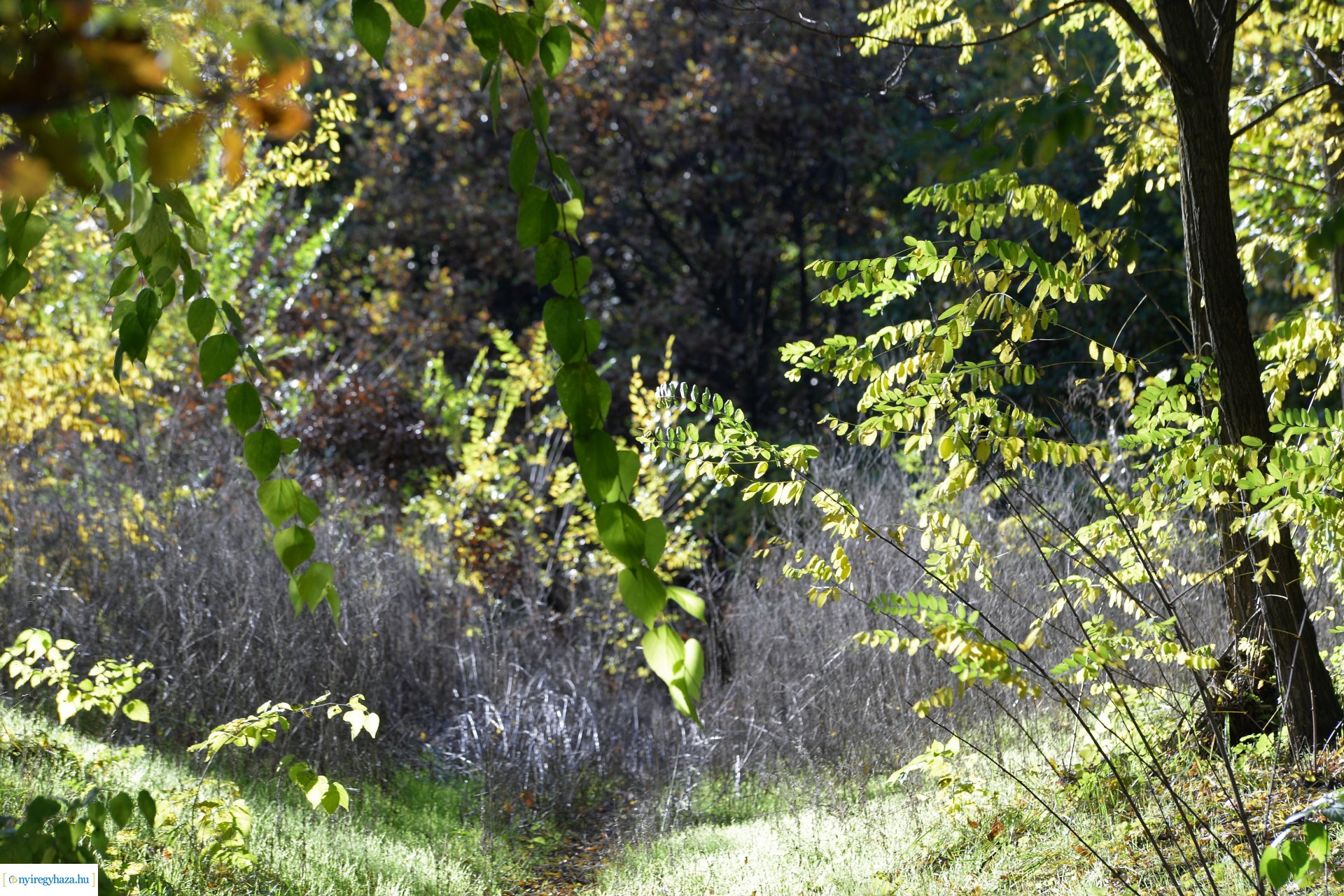 Erdei séta az őszi napsütésben