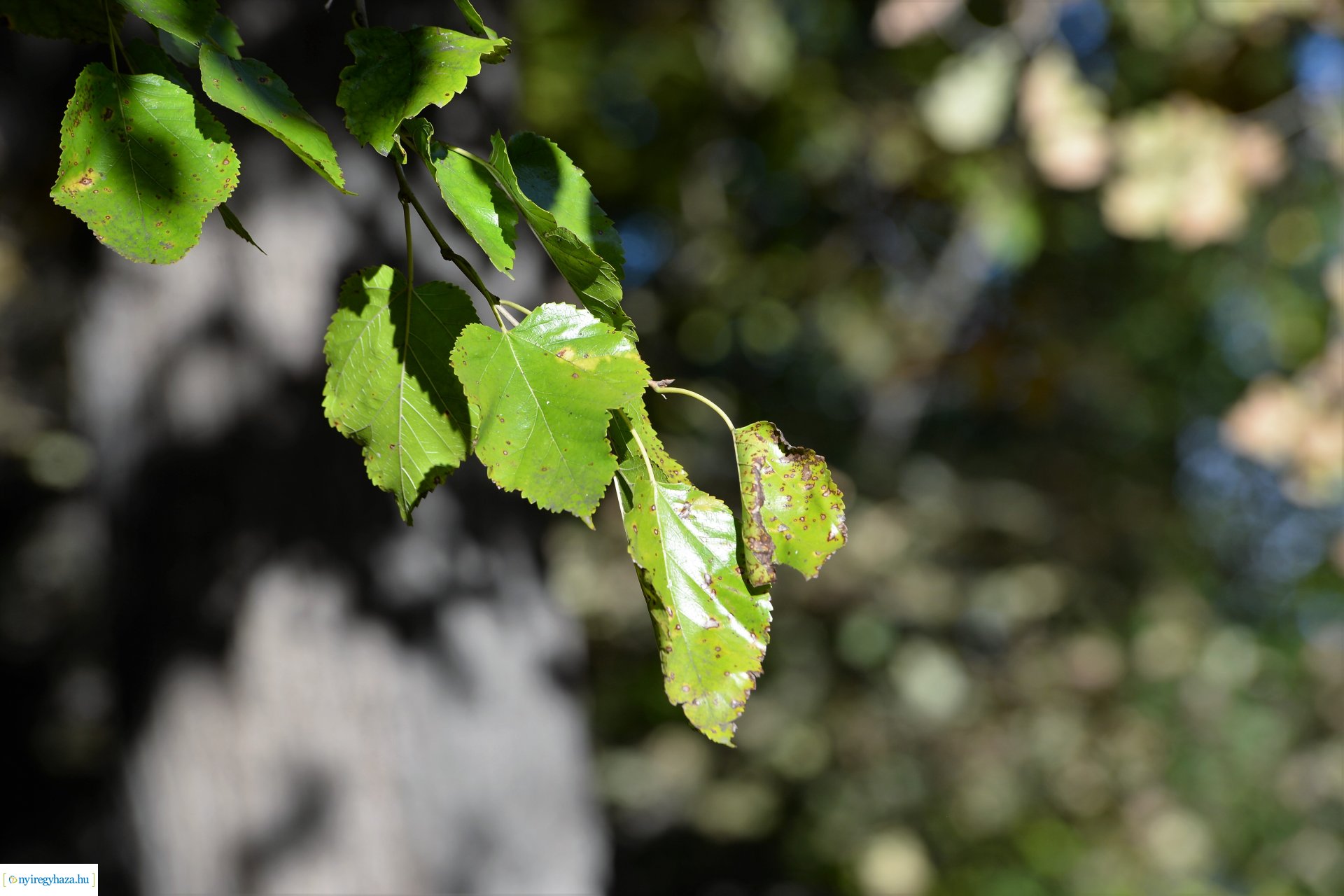 Erdei séta az őszi napsütésben