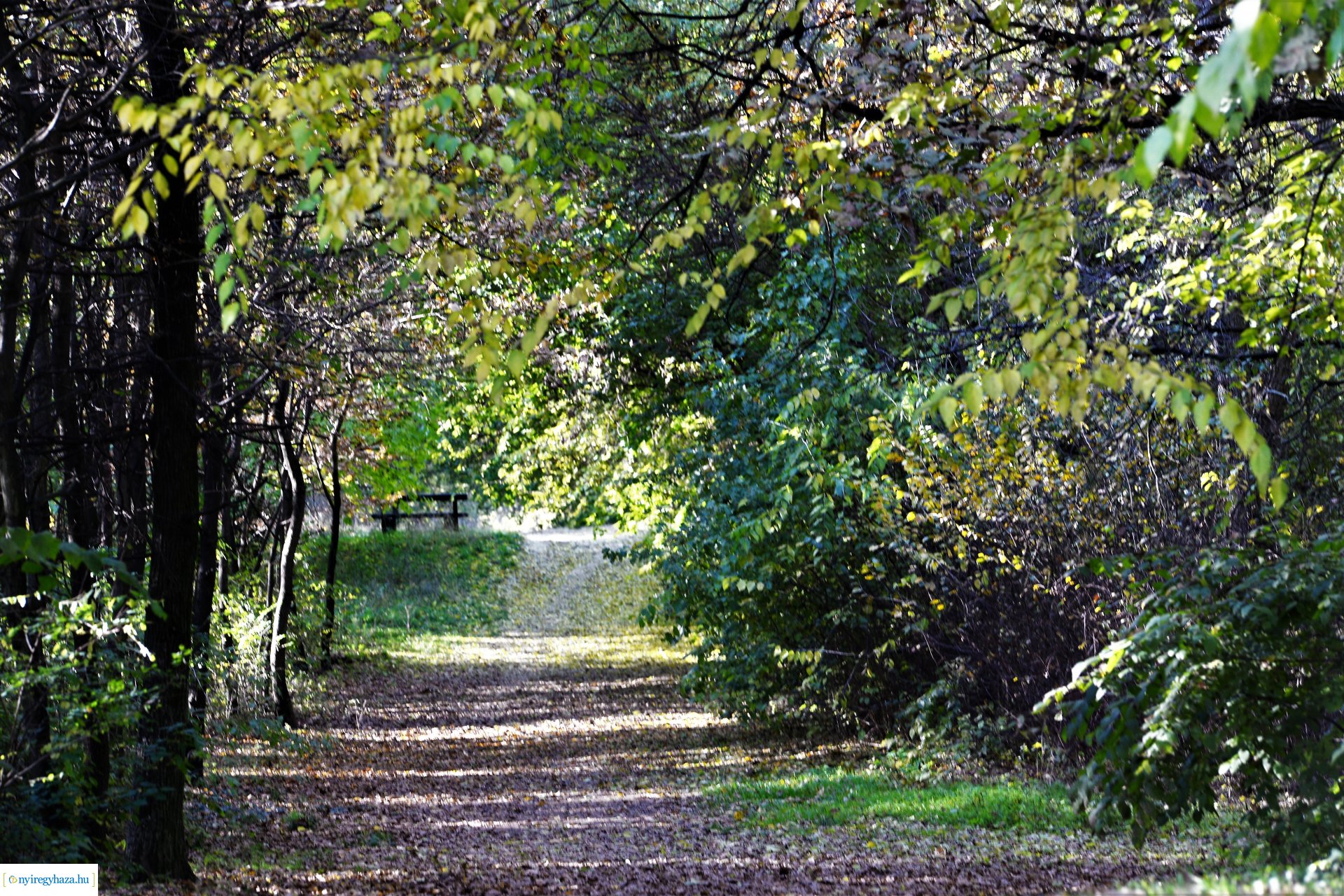 Erdei séta az őszi napsütésben