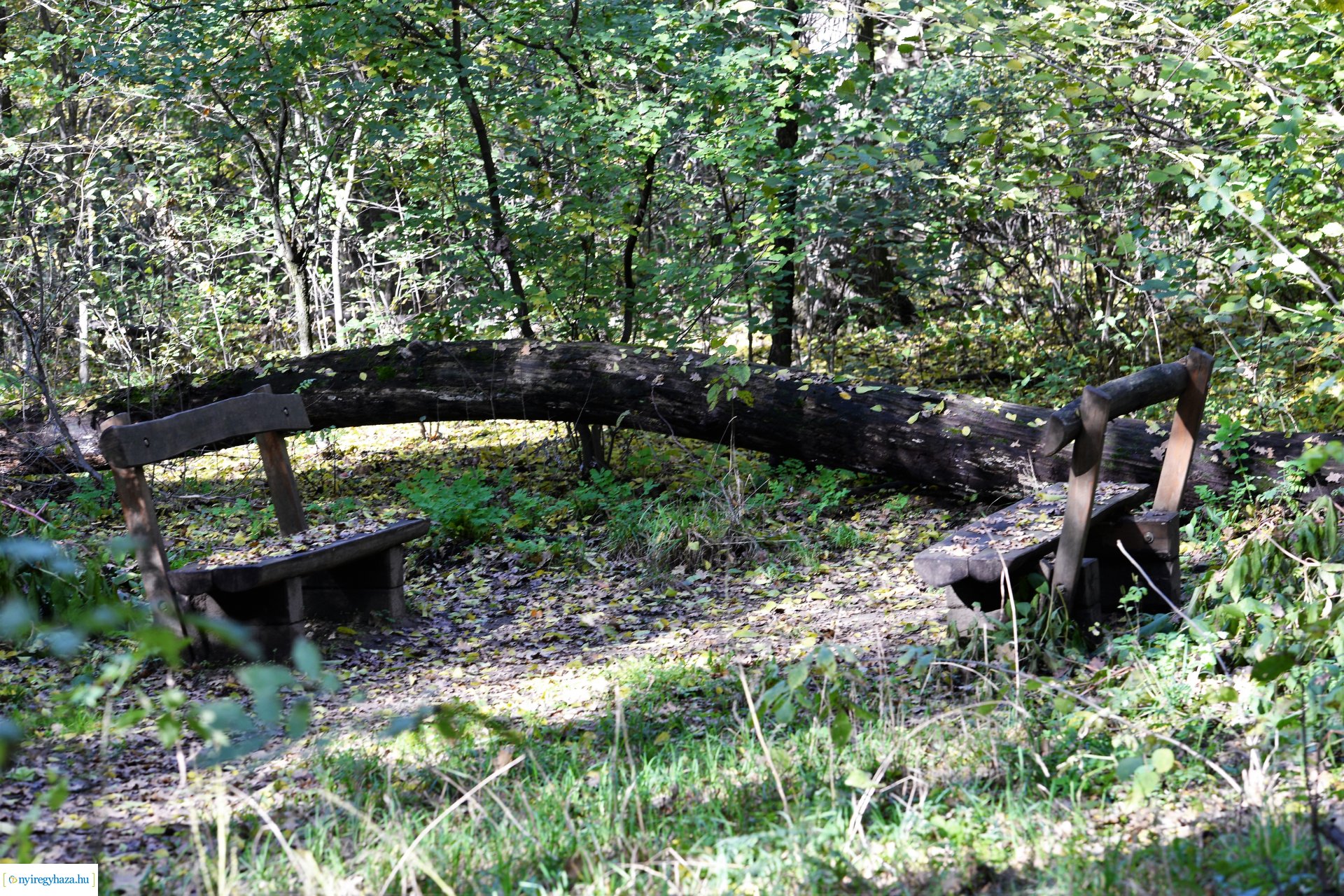 Erdei séta az őszi napsütésben
