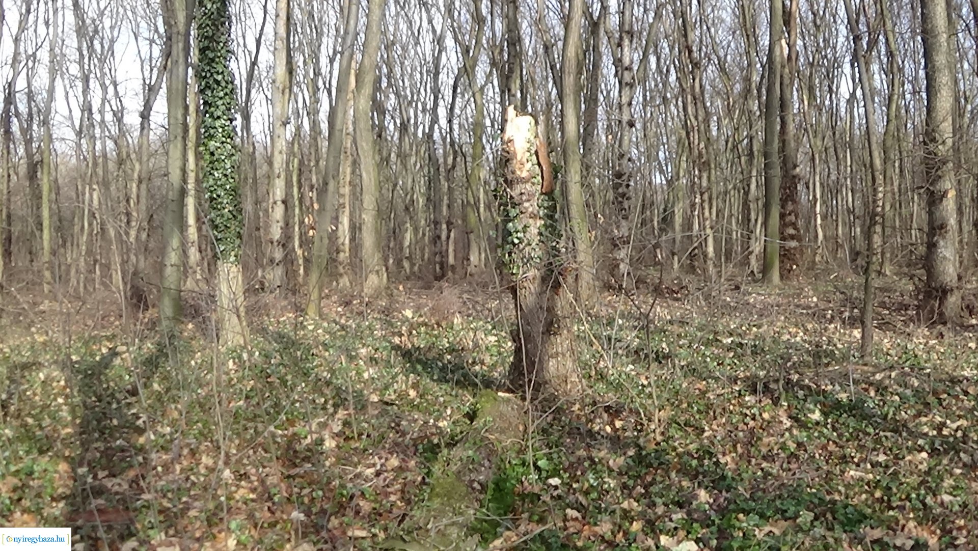 Erdei tanösvényre dőlt ki egy kiszáradt fa a Sóstói-erdőben