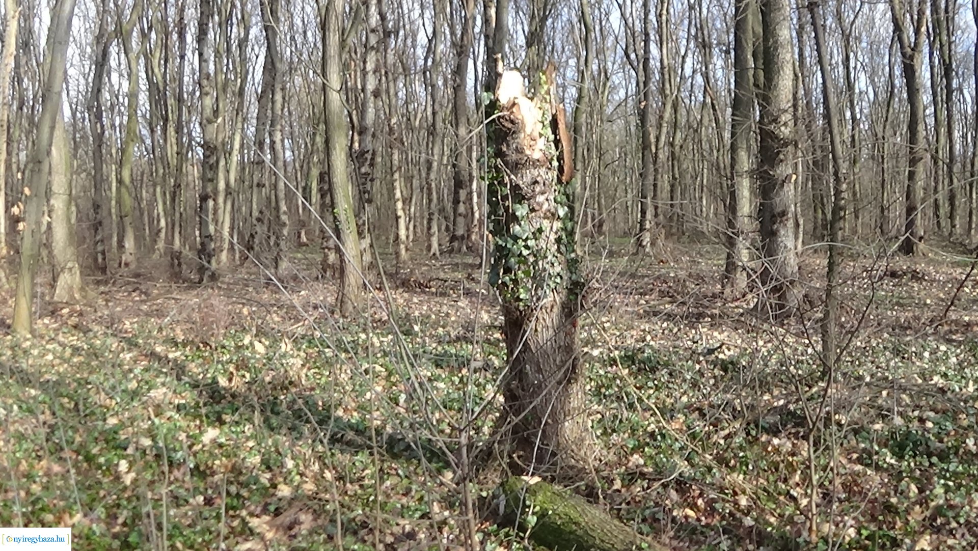 Erdei tanösvényre dőlt ki egy kiszáradt fa a Sóstói-erdőben