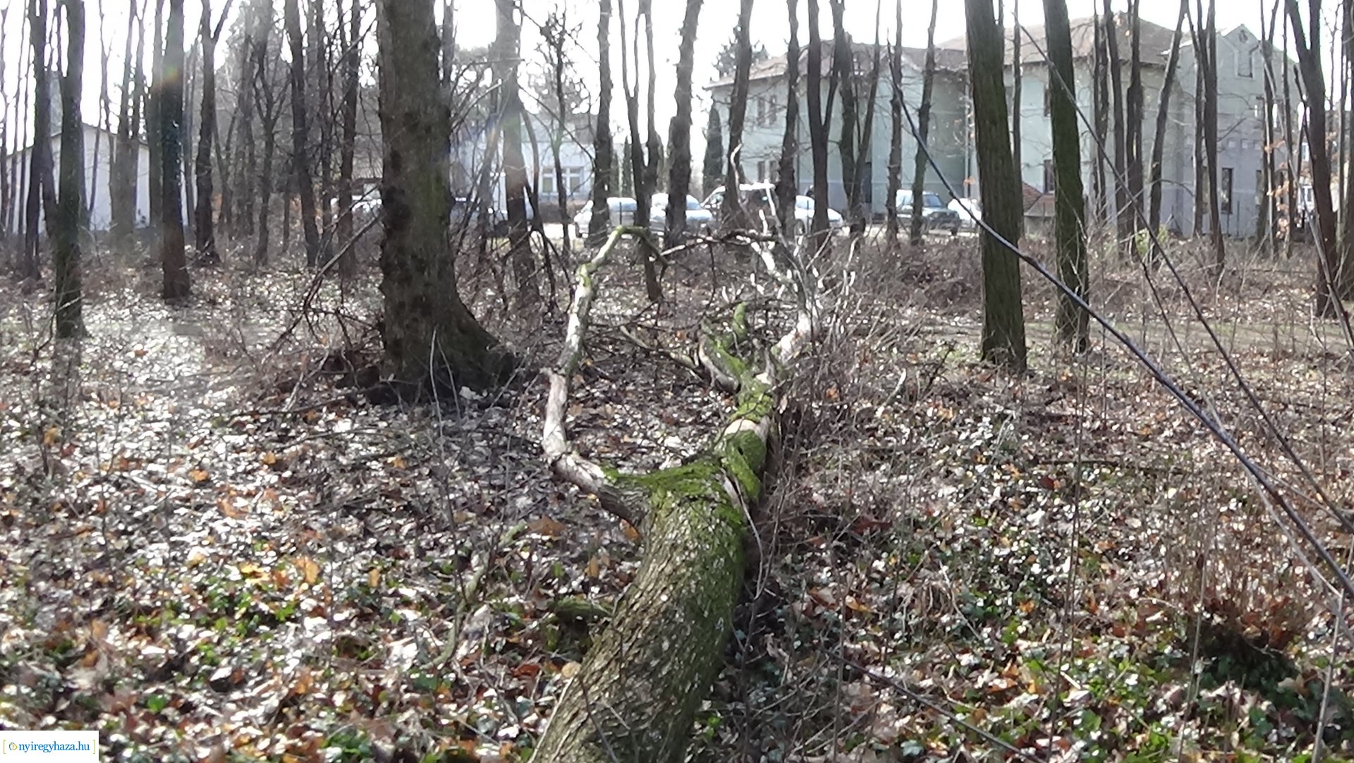 Erdei tanösvényre dőlt ki egy kiszáradt fa a Sóstói-erdőben