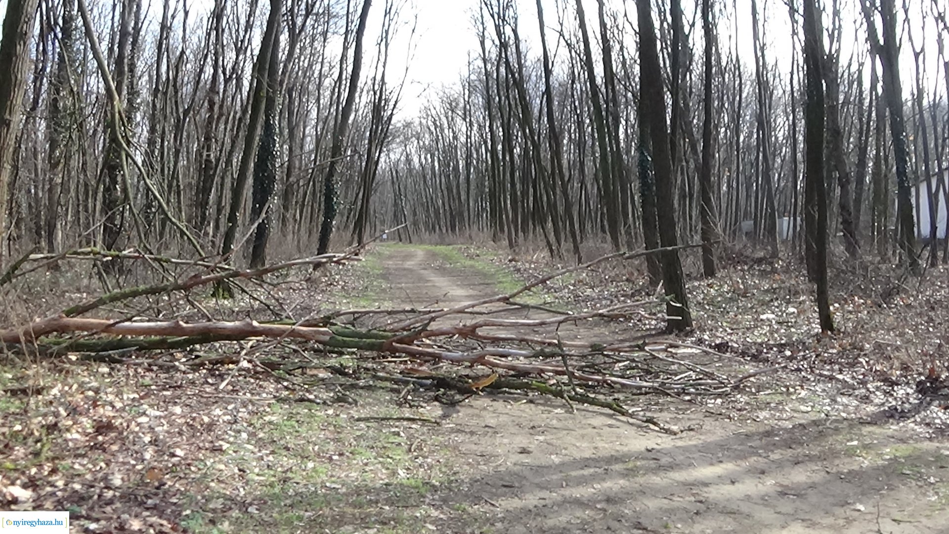 Erdei tanösvényre dőlt ki egy kiszáradt fa a Sóstói-erdőben