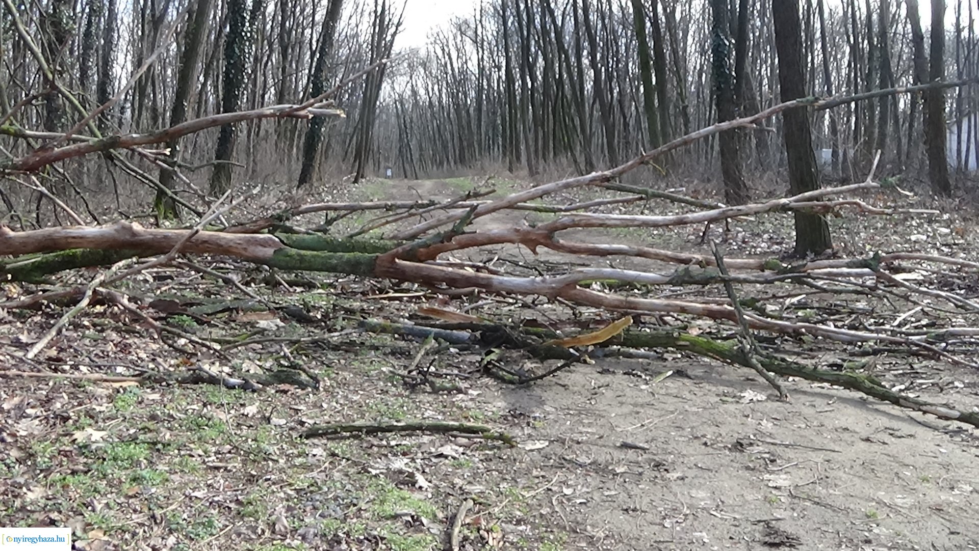 Erdei tanösvényre dőlt ki egy kiszáradt fa a Sóstói-erdőben