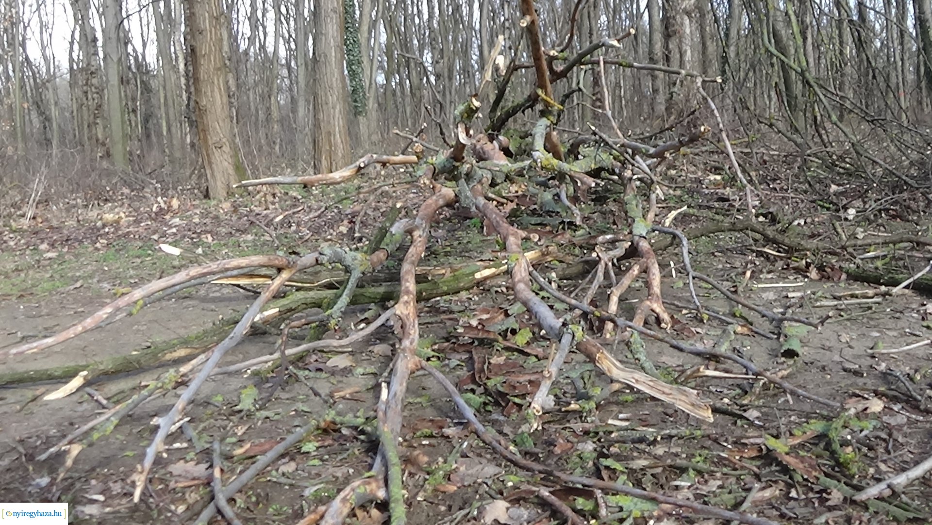 Erdei tanösvényre dőlt ki egy kiszáradt fa a Sóstói-erdőben