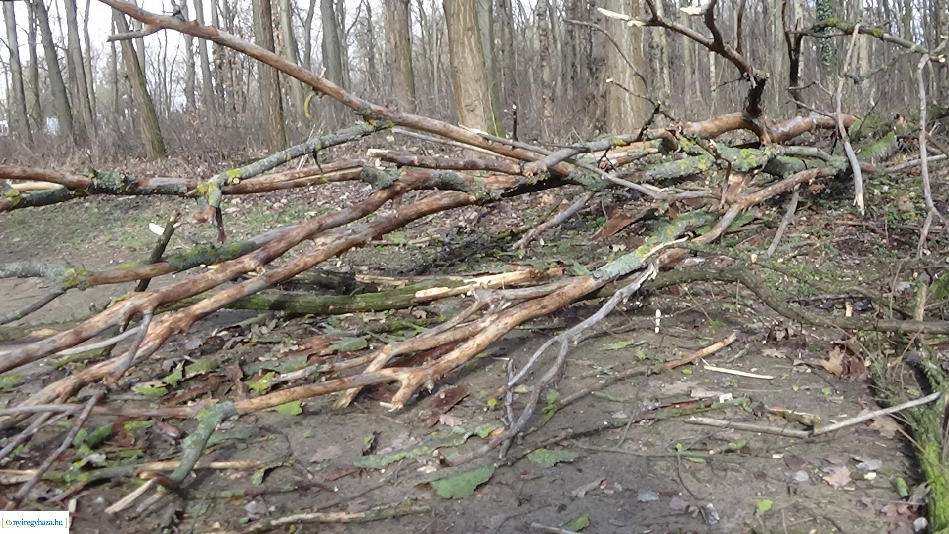 Erdei tanösvényre dőlt ki egy kiszáradt fa a Sóstói-erdőben