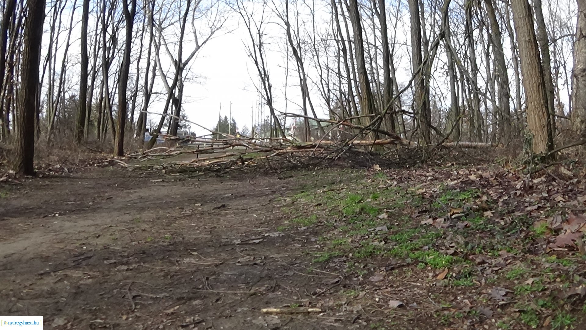 Erdei tanösvényre dőlt ki egy kiszáradt fa a Sóstói-erdőben