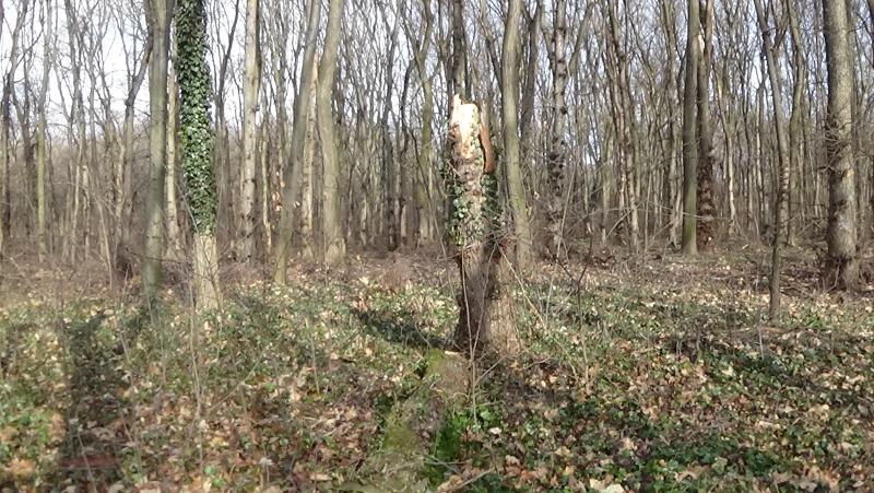 Erdei tanösvényre dőlt ki egy kiszáradt fa a Sóstói-erdőben
