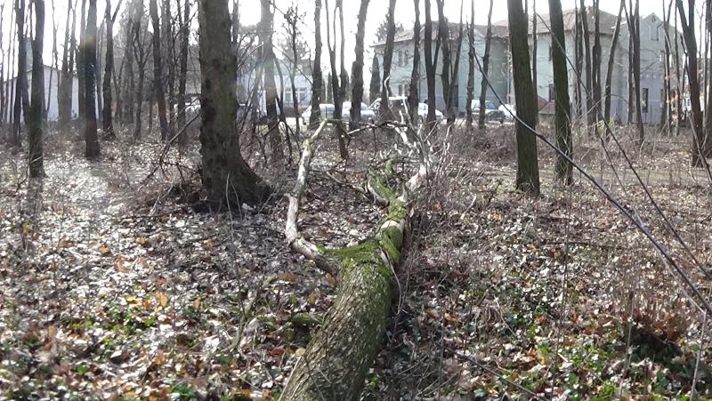 Erdei tanösvényre dőlt ki egy kiszáradt fa a Sóstói-erdőben