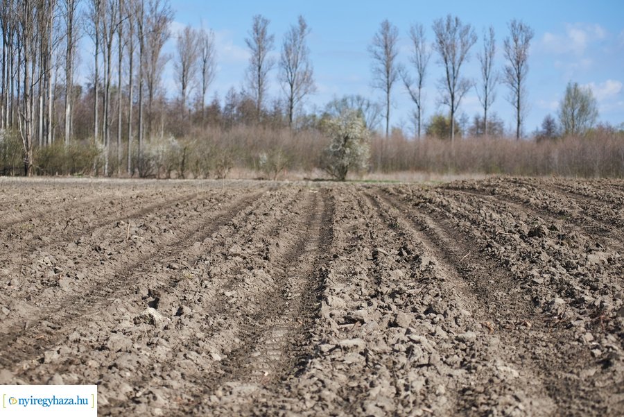 Erdőtelepítés az Ilona tanyán