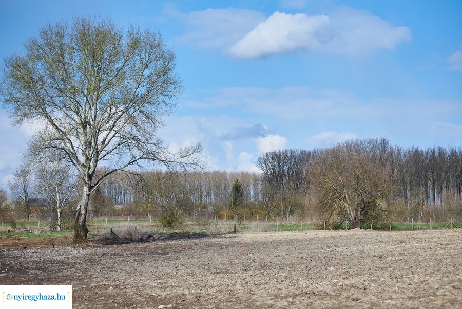 Erdőtelepítés az Ilona tanyán
