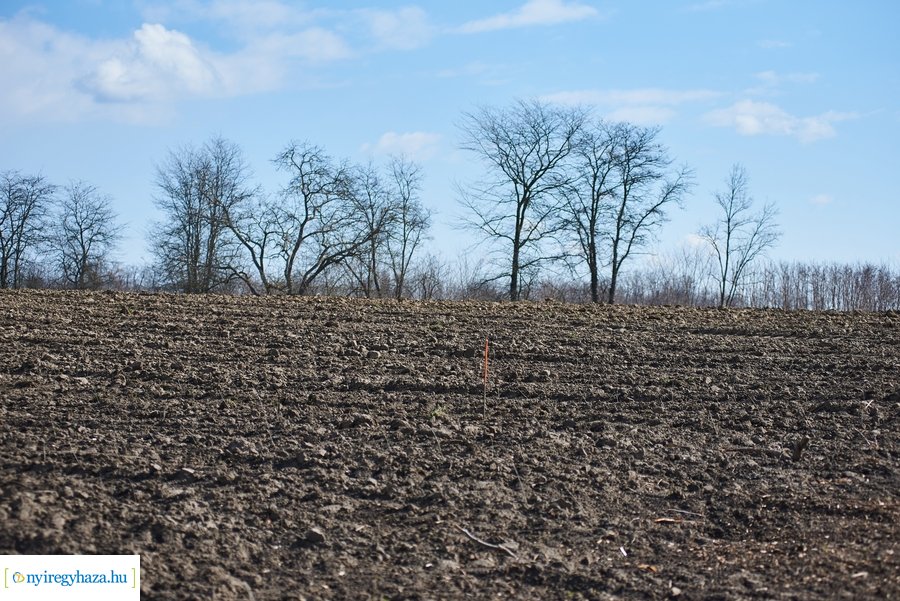 Erdőtelepítés az Ilona tanyán