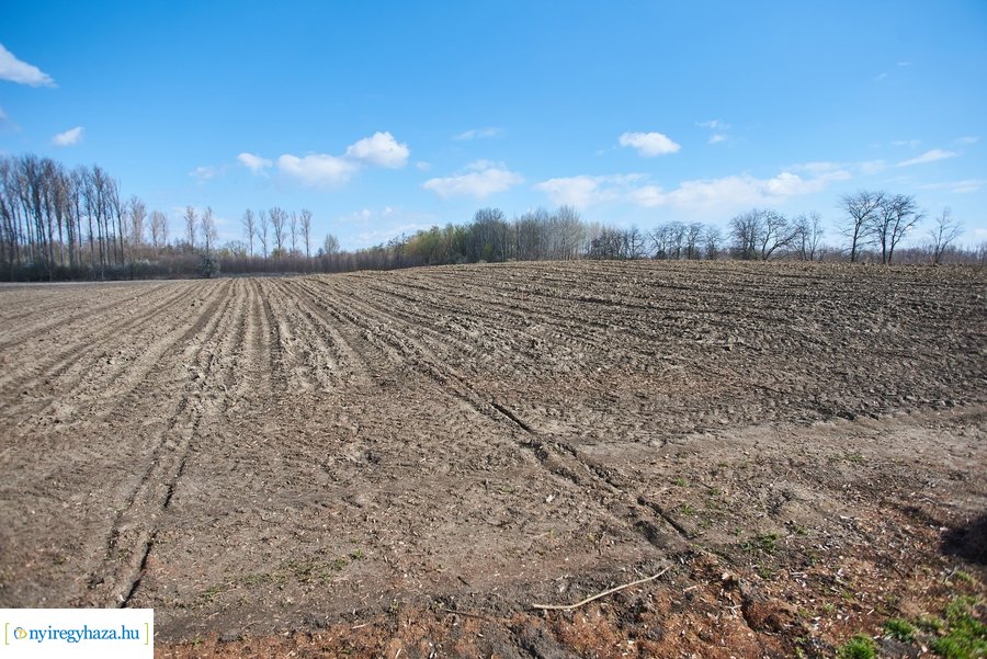 Erdőtelepítés az Ilona tanyán