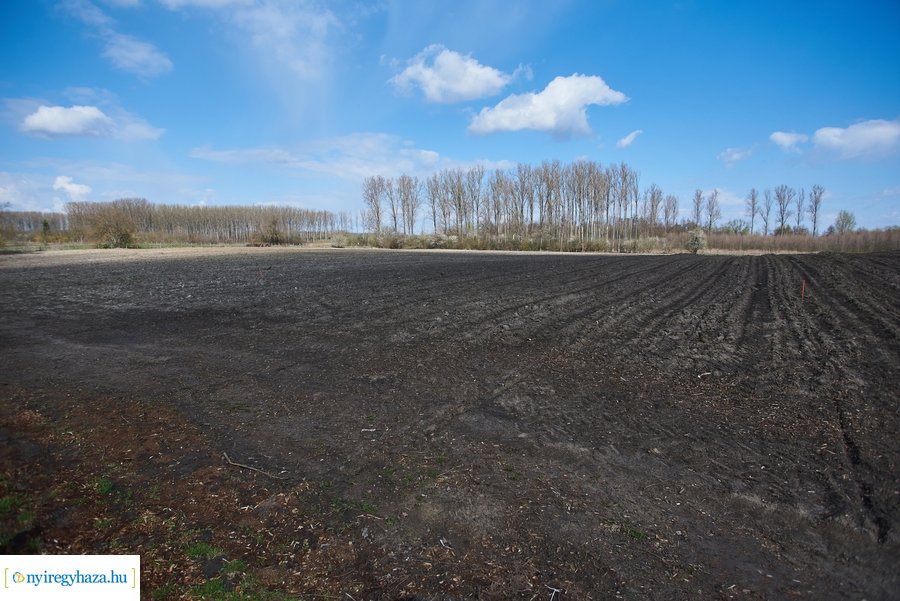 Erdőtelepítés az Ilona tanyán