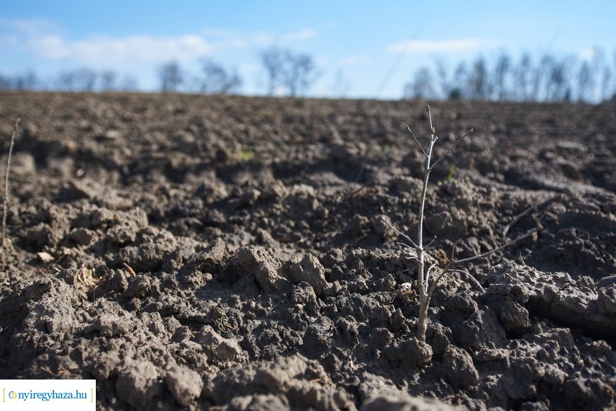 Erdőtelepítés az Ilona tanyán