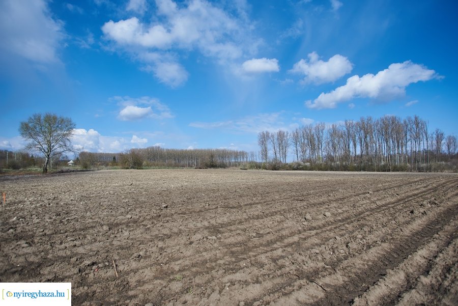 Erdőtelepítés az Ilona tanyán