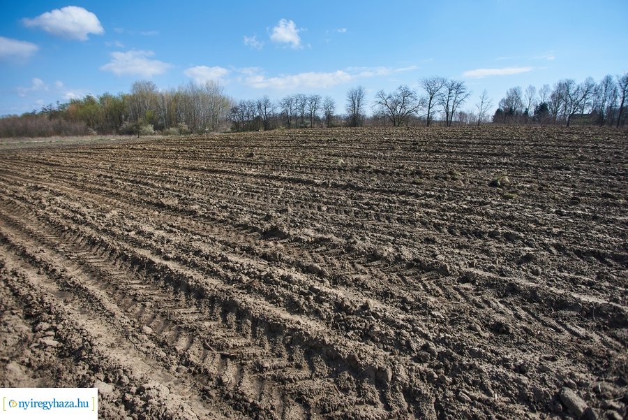 Erdőtelepítés az Ilona tanyán