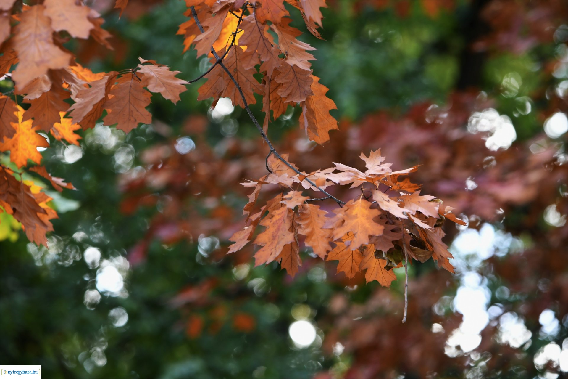 Ezer színben pompázik az őszi erdő