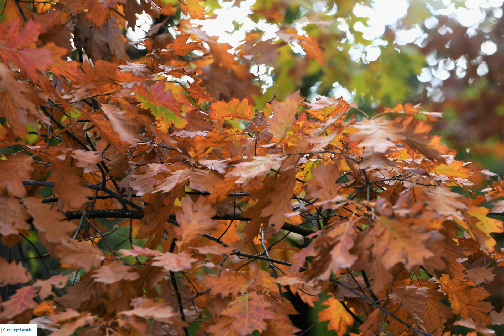 Ezer színben pompázik az őszi erdő