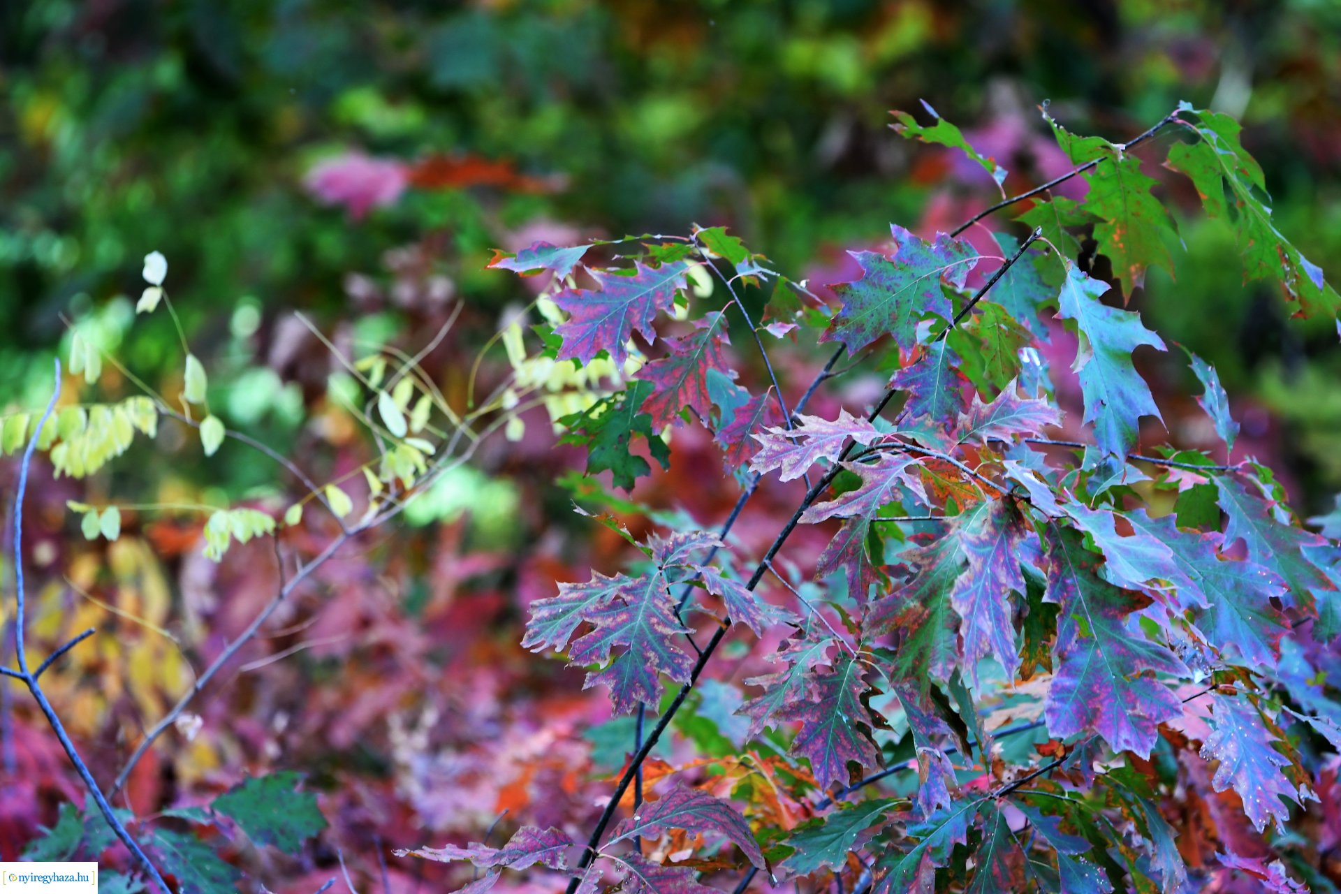 Ezer színben pompázik az őszi erdő