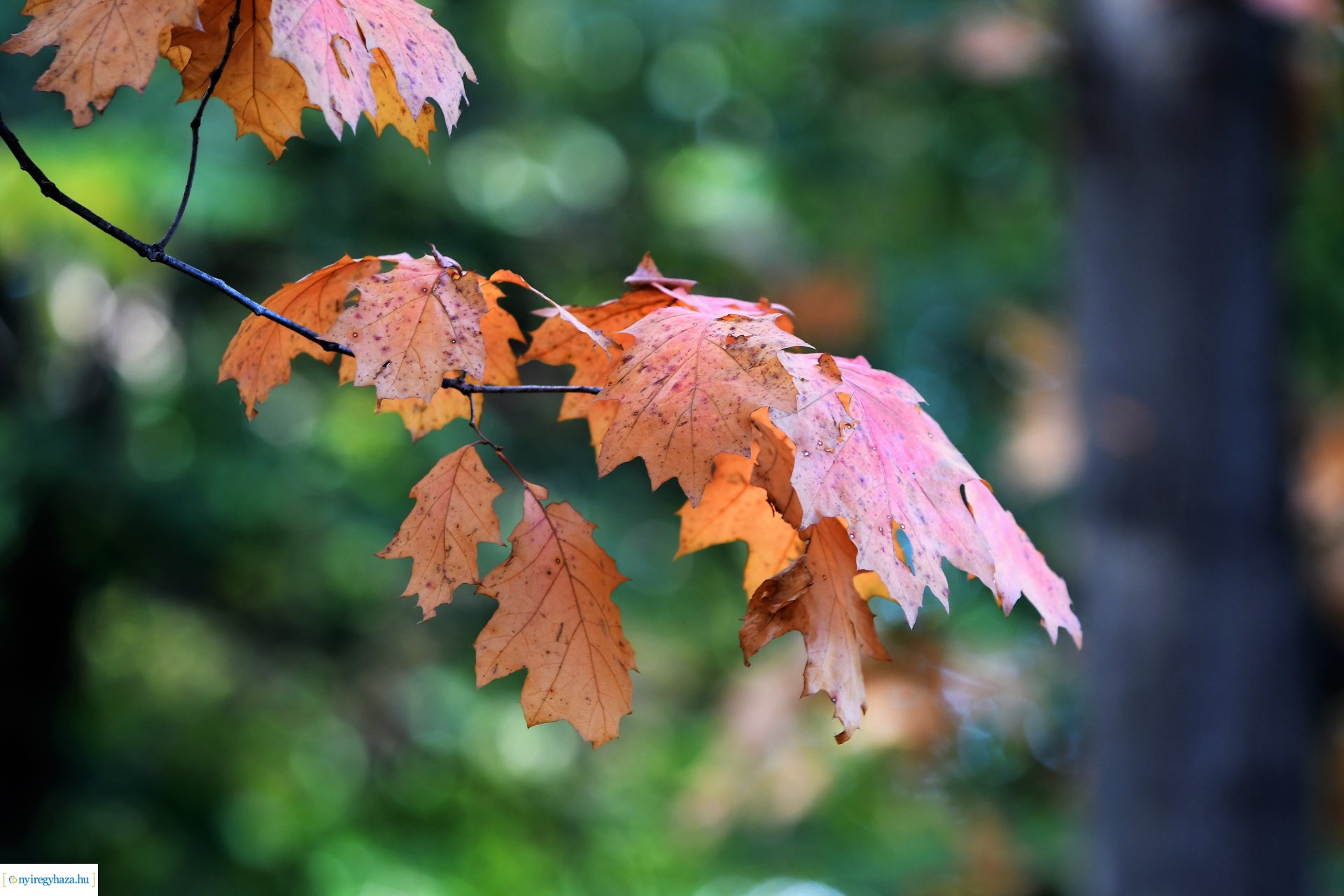 Ezer színben pompázik az őszi erdő