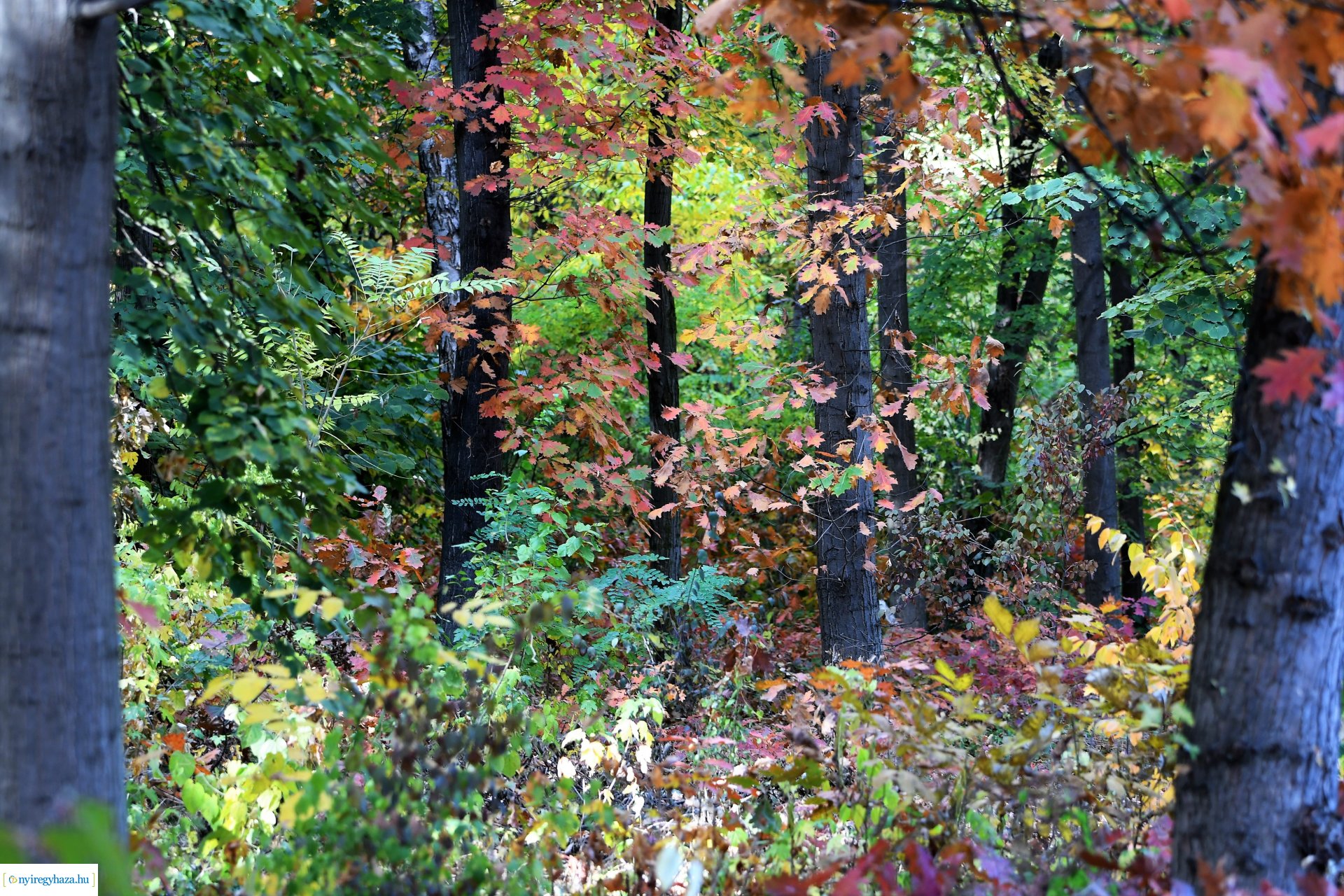 Ezer színben pompázik az őszi erdő