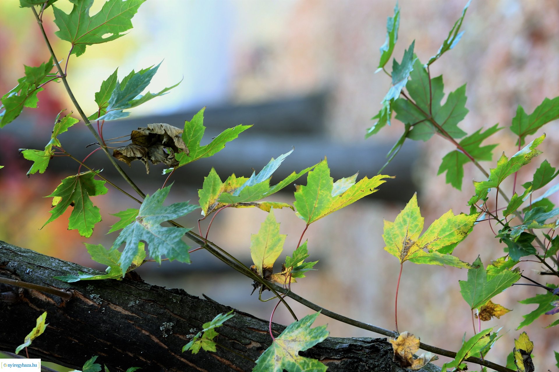 Ezer színben pompázik az őszi erdő