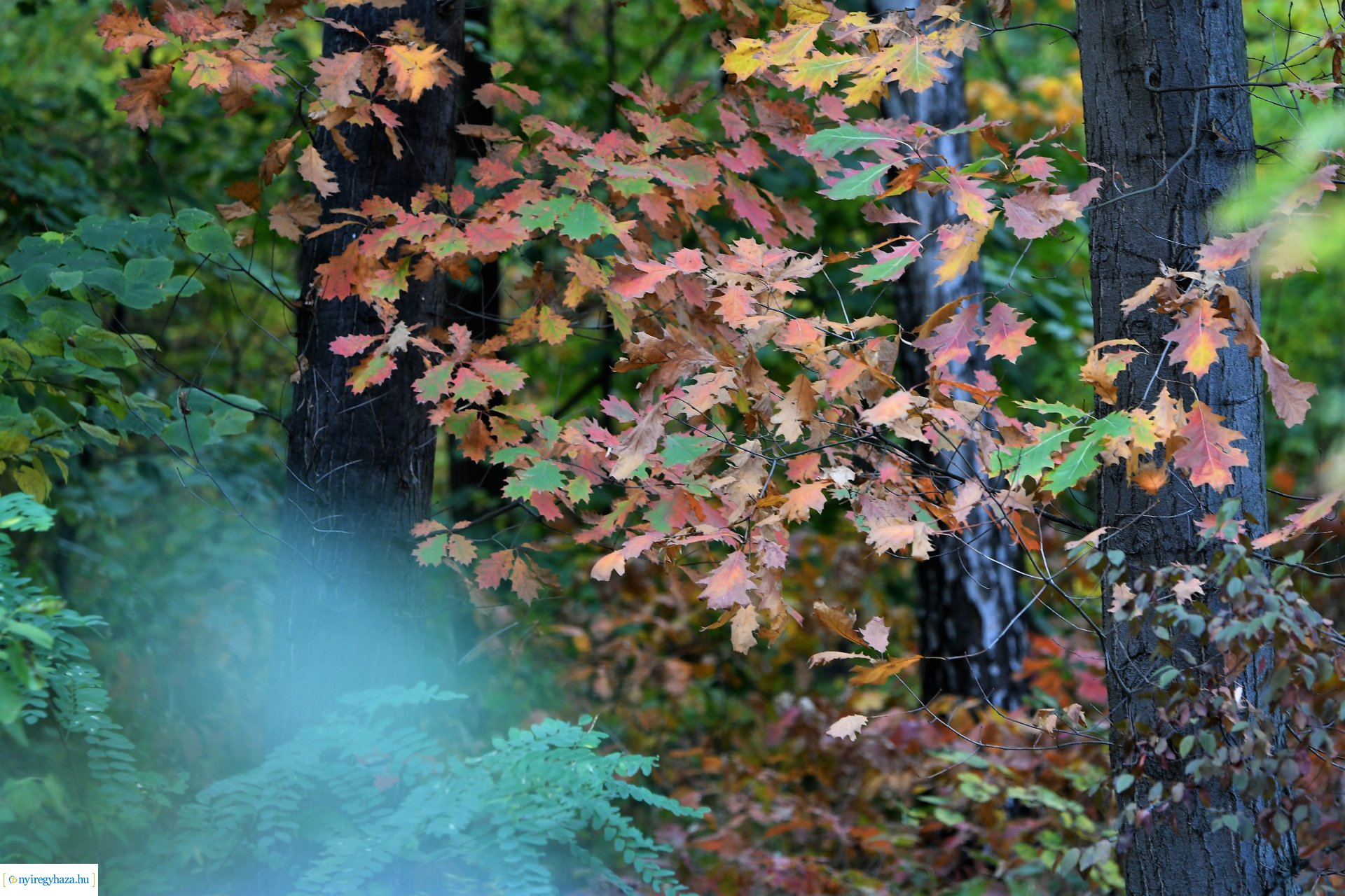 Ezer színben pompázik az őszi erdő