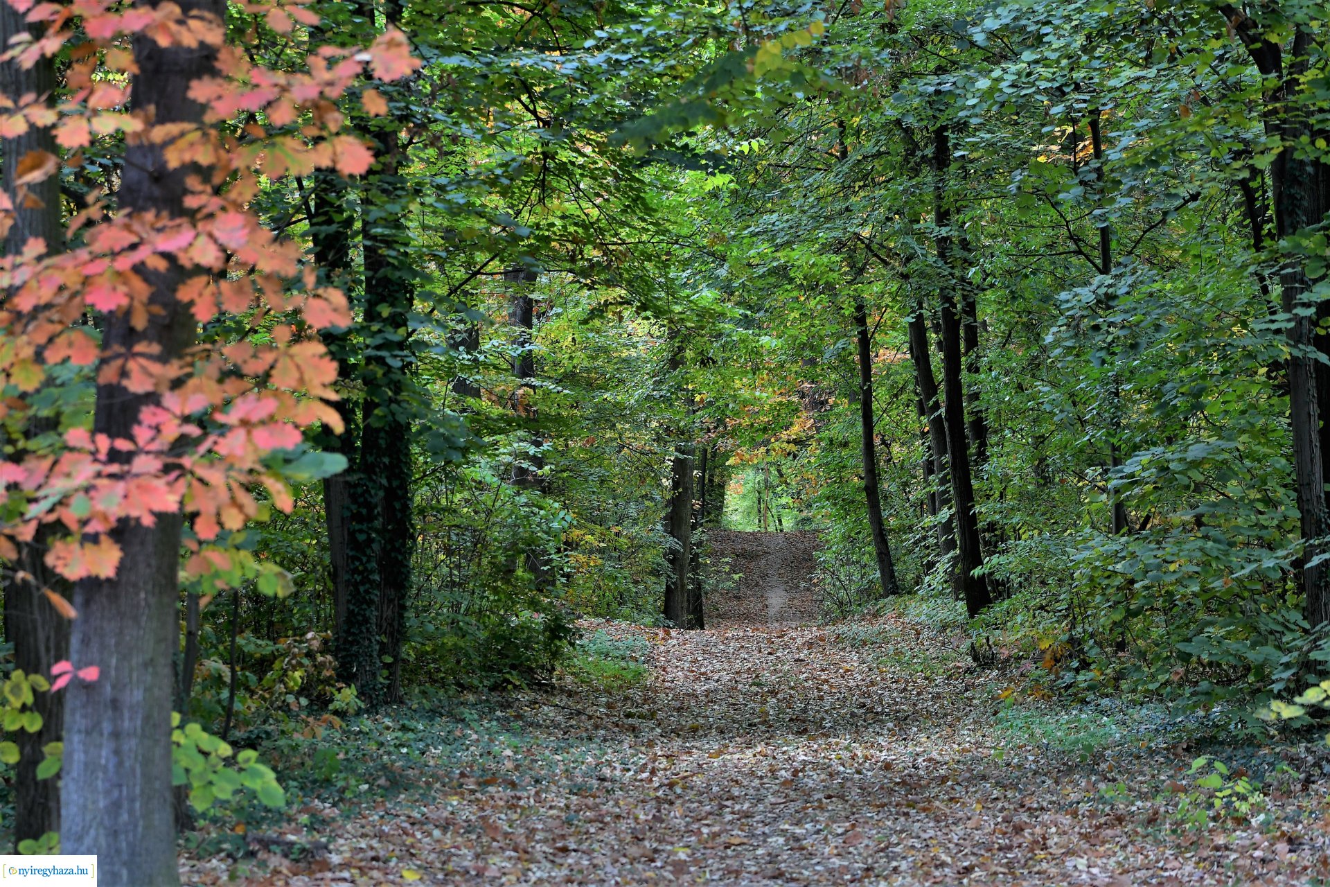Ezer színben pompázik az őszi erdő