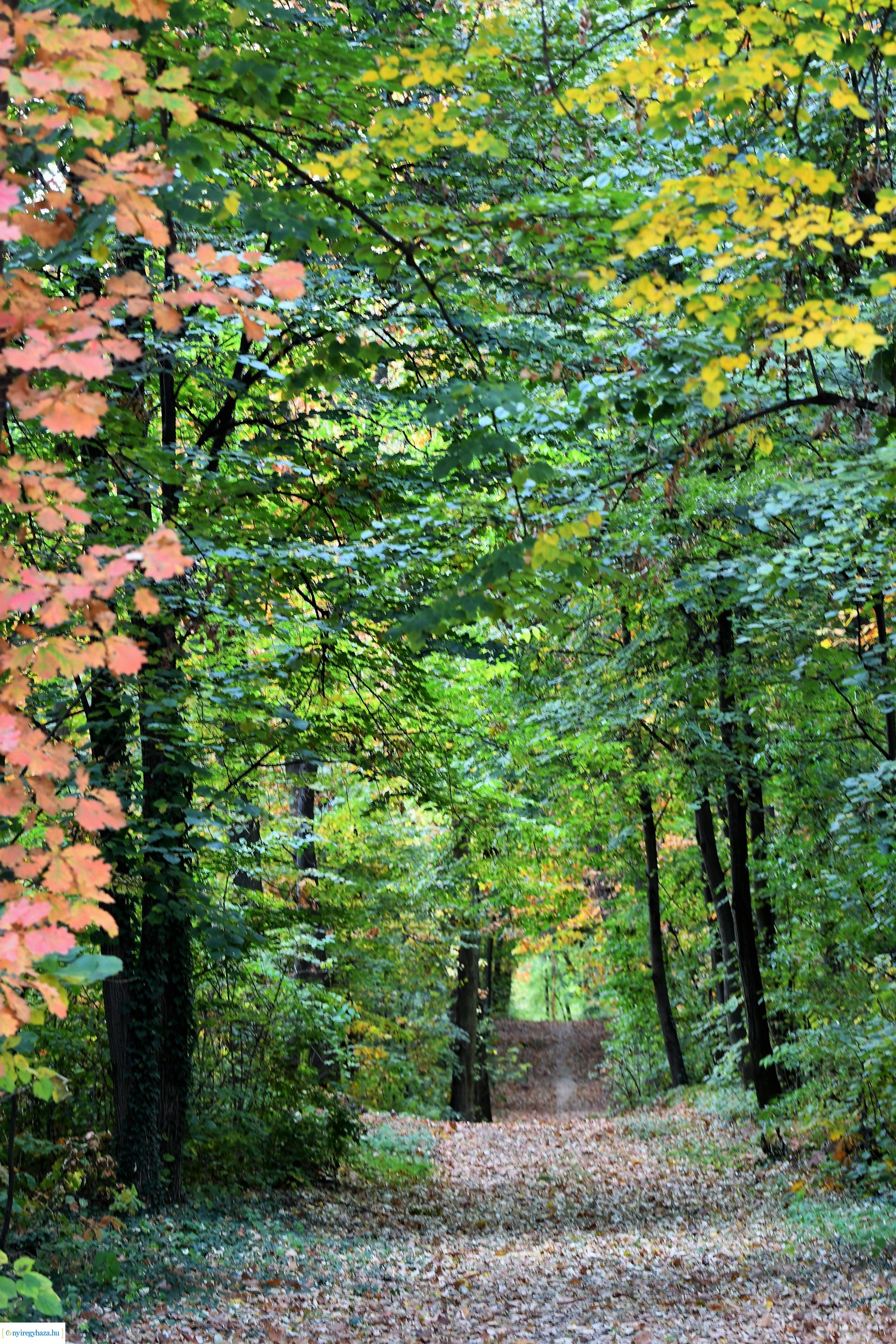 Ezer színben pompázik az őszi erdő