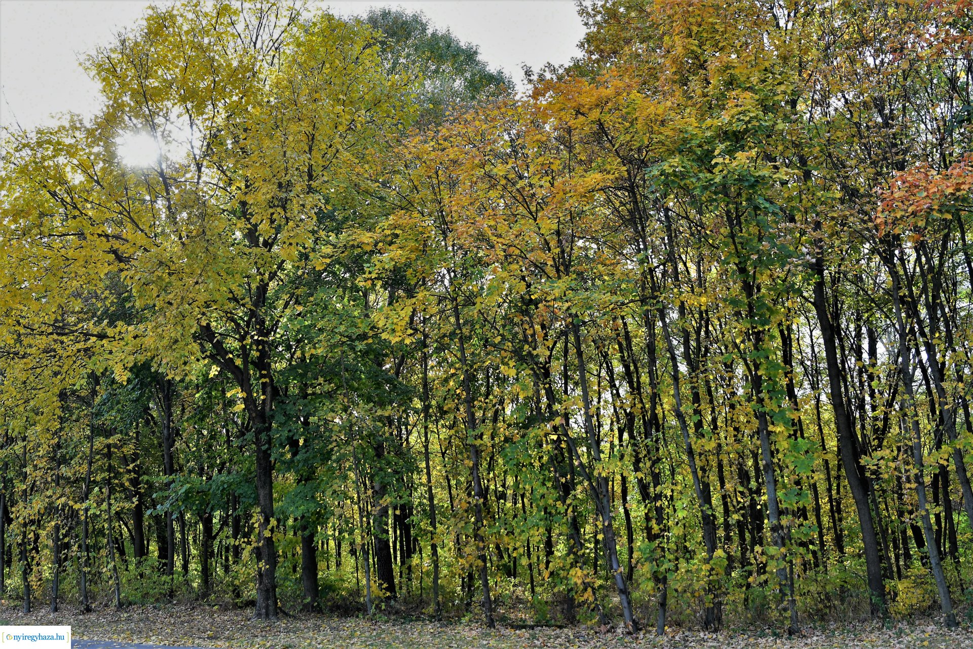 Ezer színben pompázik az őszi erdő