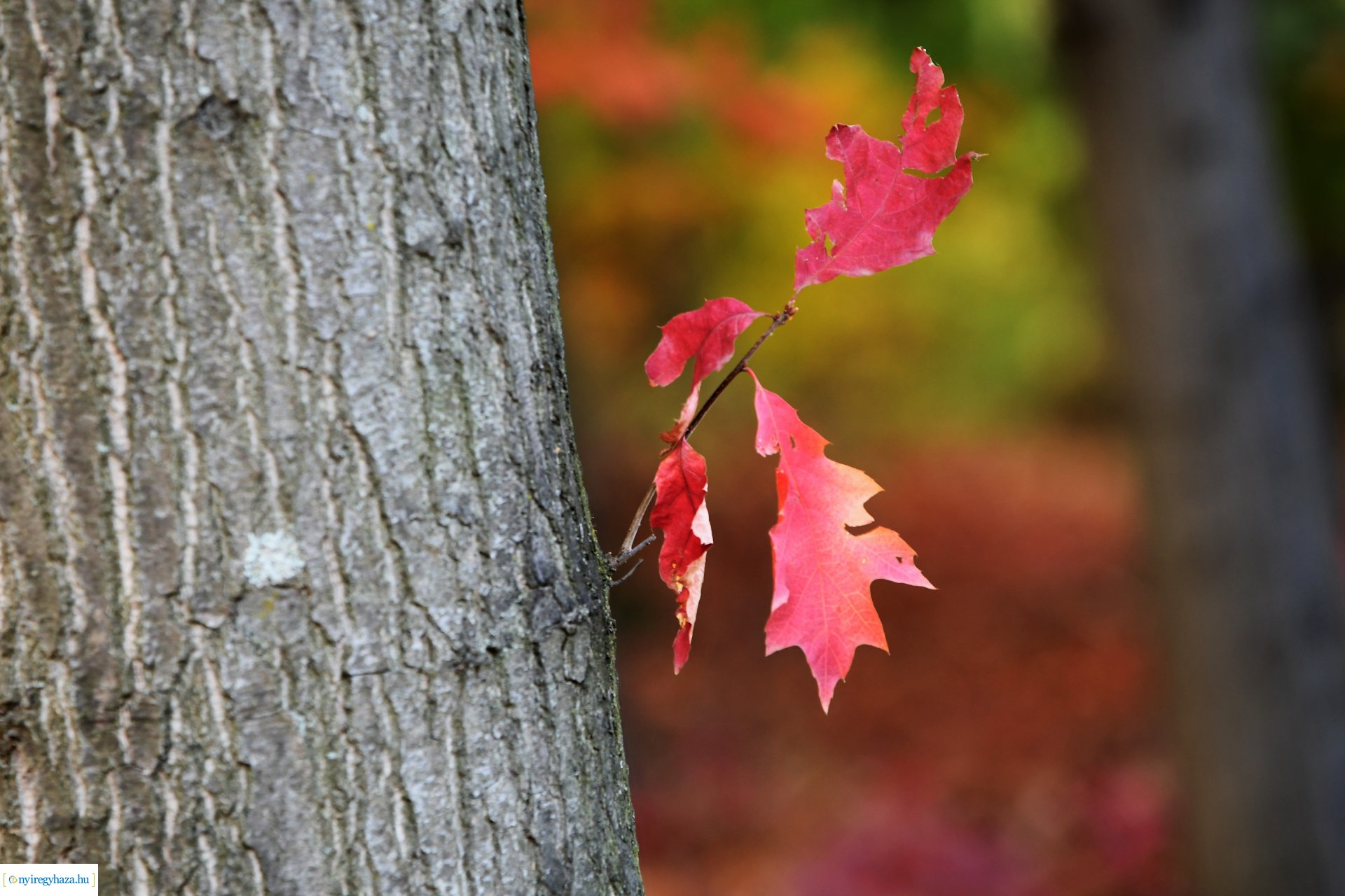 Ezer színben pompázik az őszi erdő