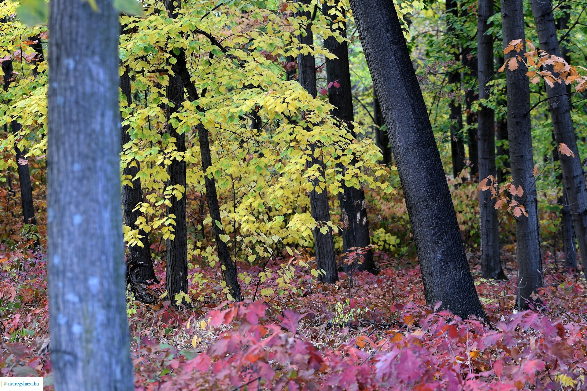 Ezer színben pompázik az őszi erdő